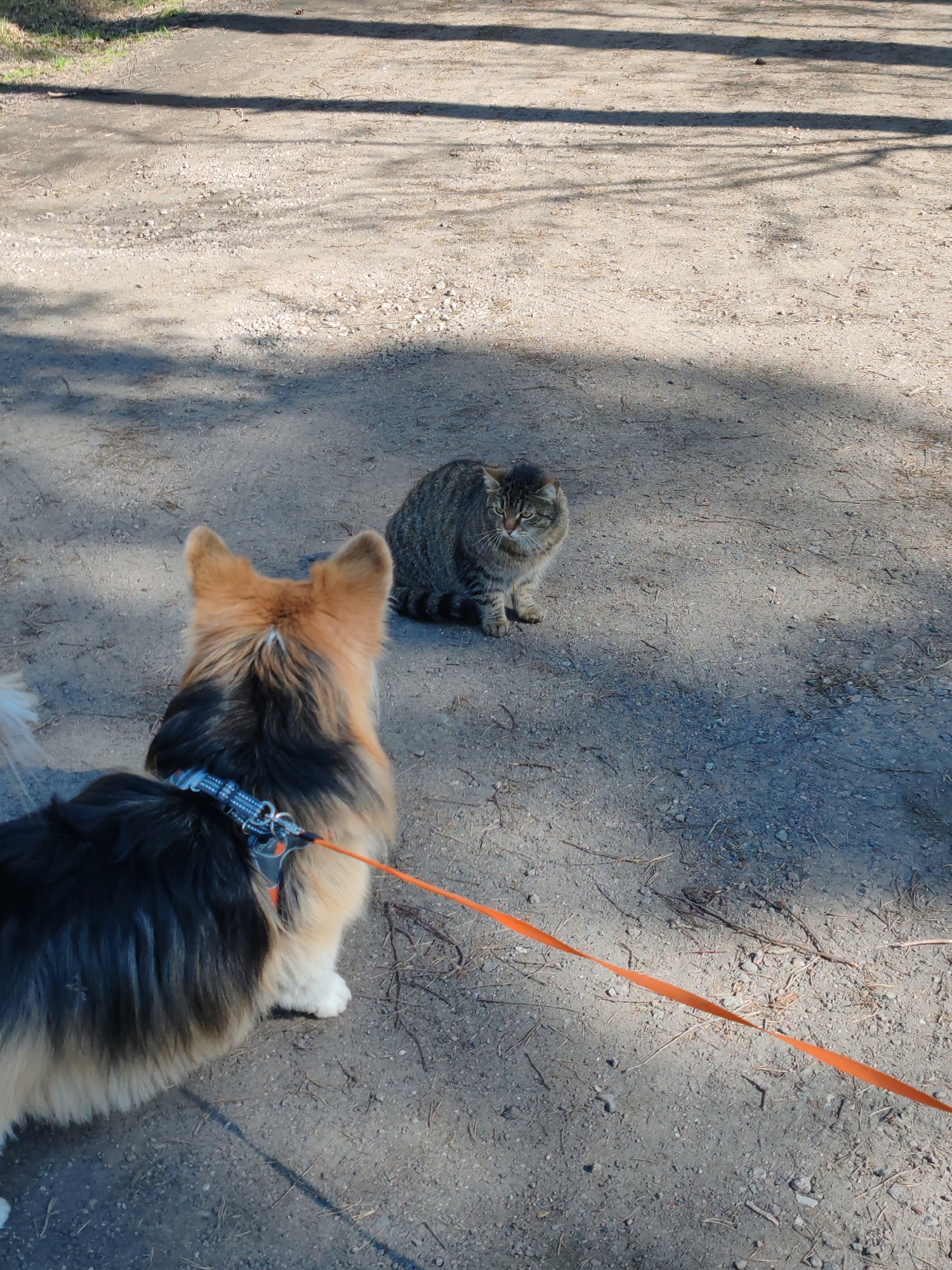 A medium shot shows the back of a long-haired Collie-type dog with black and tan fur on a leash facing a tabby cat sitting on a dirt path. The dog is wearing a blue harness with silver rings and an orange leash. The cat is facing the dog. The path is gray and covered with small stones and twigs. The location is Bolshaya Izhora, Russia, as identified by geotag. The scene is outdoors in daylight with tree shadows visible.