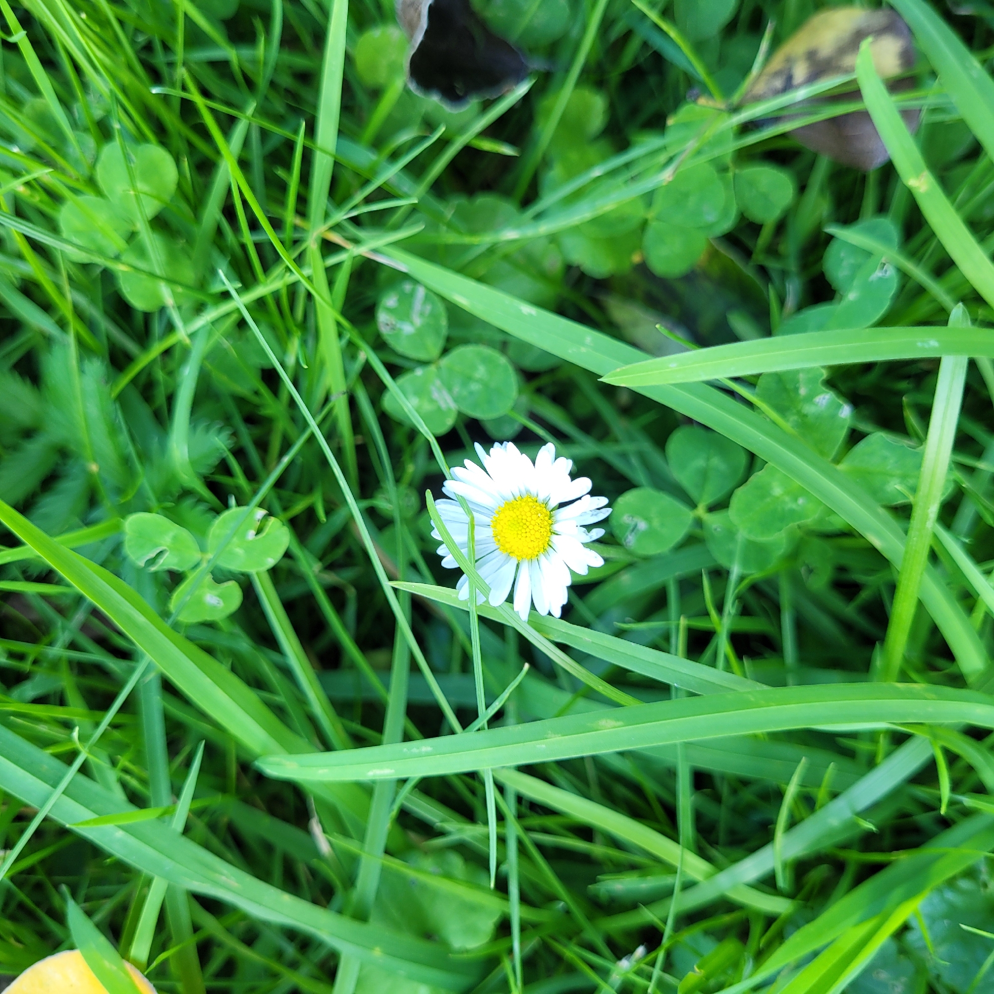 A close-up, top-down view captures a single white daisy with a yellow center, surrounded by lush green grass and clover leaves. The daisy is the central focus of the image. The grass blades are vibrant green and appear healthy, with some leaves slightly out of focus due to the shallow depth of field. The clover leaves are a darker shade of green and are scattered amongst the grass. The image was taken in the city of Jūrmala, Latvia.