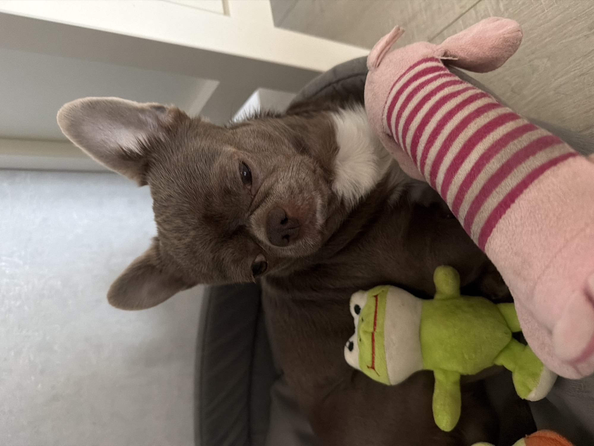 A brown Chihuahua is lying in a dog bed with a pink stuffed pig and a green stuffed frog. The dog has white markings on its chest. The location is unknown and there is no information to suggest it is in Votkinsk, Russia.