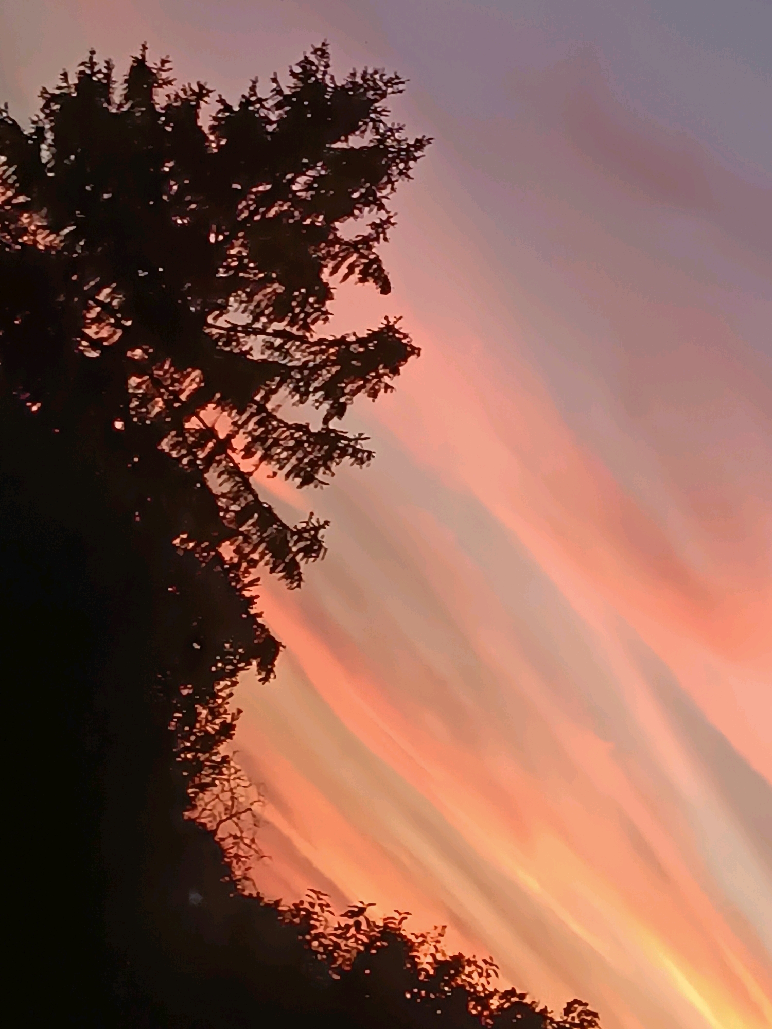 The image depicts a silhouette of a pine tree against a dramatic sunset sky. The sky displays vibrant streaks of pink, orange, and purple, indicating the sun is low on the horizon. The tree's branches are sharply defined against the colorful backdrop. The scene appears to be outdoors, likely in a natural setting or park, given the prominent tree. The specific location in Viadana, Italy, is not discernible from the visual information provided.