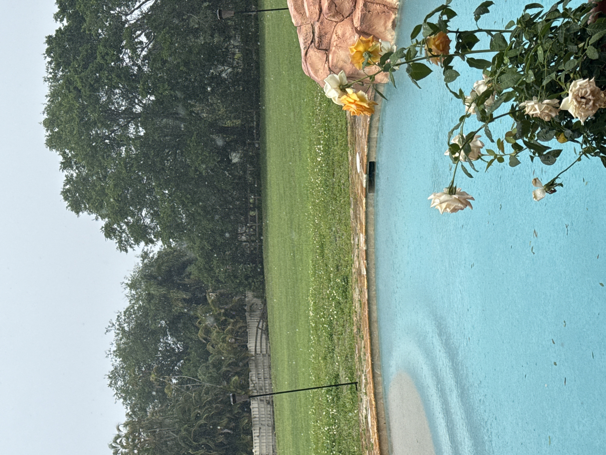 The scene shows a portion of a backyard in Davie, Florida, United States. A lush green lawn borders a light blue swimming pool. The edge of the pool is decorated with artificial rock features and plants with light yellow and white flowers. Tall trees with dense green foliage are visible in the background, suggesting a park or residential area. A fence made of stone or concrete can be seen in the distance behind the trees. It appears to be lightly raining or misting.
