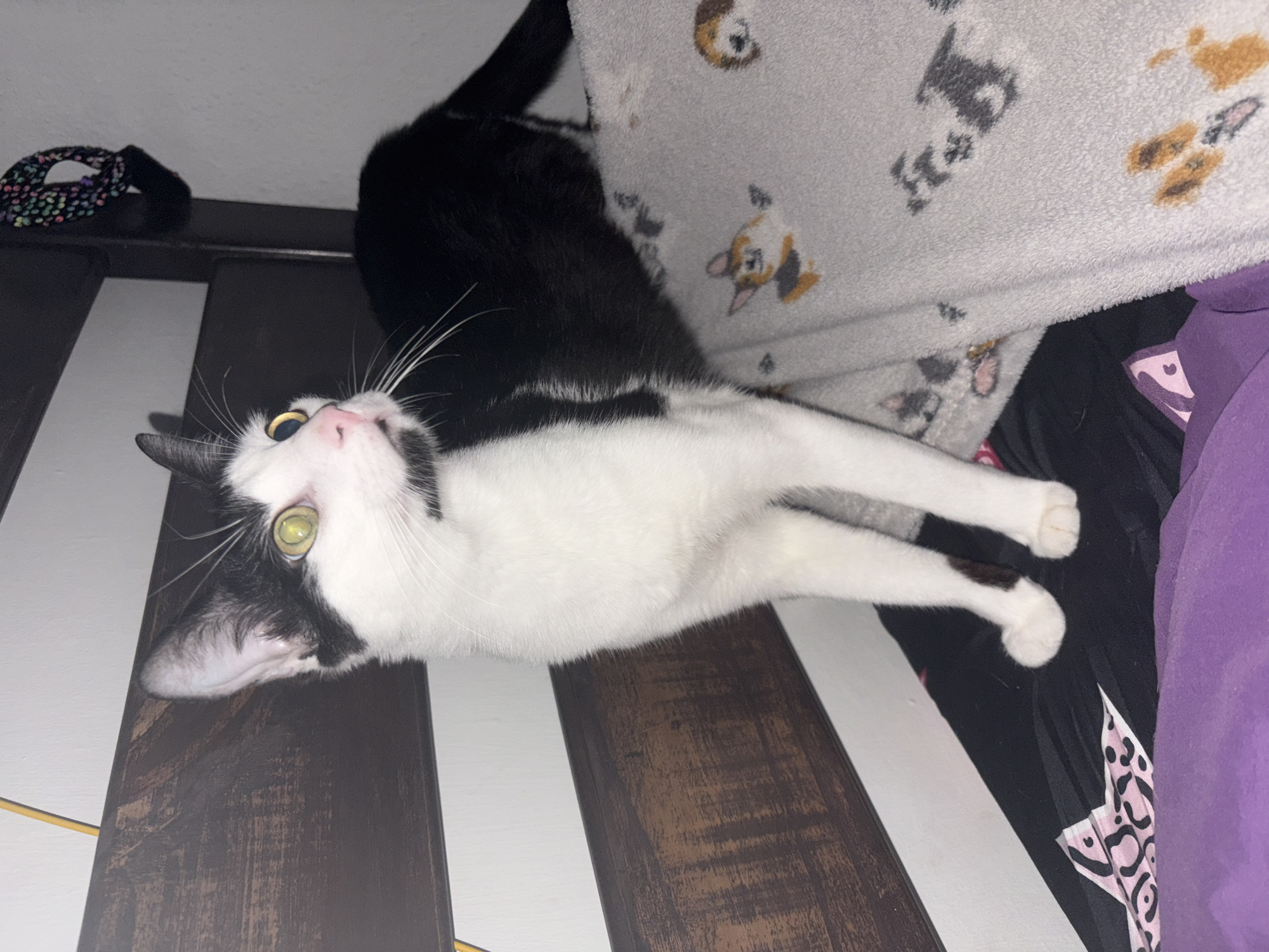 A black and white cat with green eyes is lying on a dark brown wooden surface. The cat's head is positioned towards the left of the frame, and its body extends diagonally towards the right. A black cat's tail is visible partially obscured by a gray blanket with dog illustrations. A purple garment is visible on the right side of the frame. An object in black and multicolored spots is located on the top-left. The scene appears indoors, with the wooden surface likely a piece of furniture. The location in Ciudad Guayana, Venezuela, cannot be determined from the image alone.
