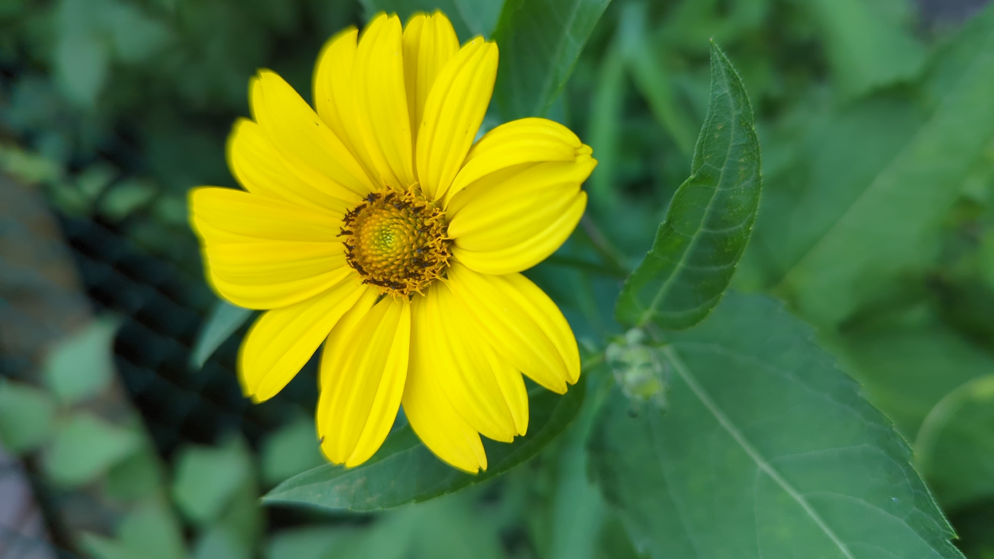 A close-up, eye-level shot focuses on a vibrant yellow flower with prominent petals. The flower's center is a textured disc of green and brown, surrounded by small, dark brown stamens. The petals are a bright yellow, with some appearing slightly unfurled and others more curled. The flower is set against a background of lush green foliage, with some leaves in sharp focus and others blurred, creating a shallow depth of field. A faint hint of a dark, textured surface, possibly a fence or netting, is visible in the upper background, rendered out of focus. The lighting appears natural, suggesting an outdoor setting. The image does not contain any people or specific landmarks that would allow for identification of a location within Montreal, Canada.