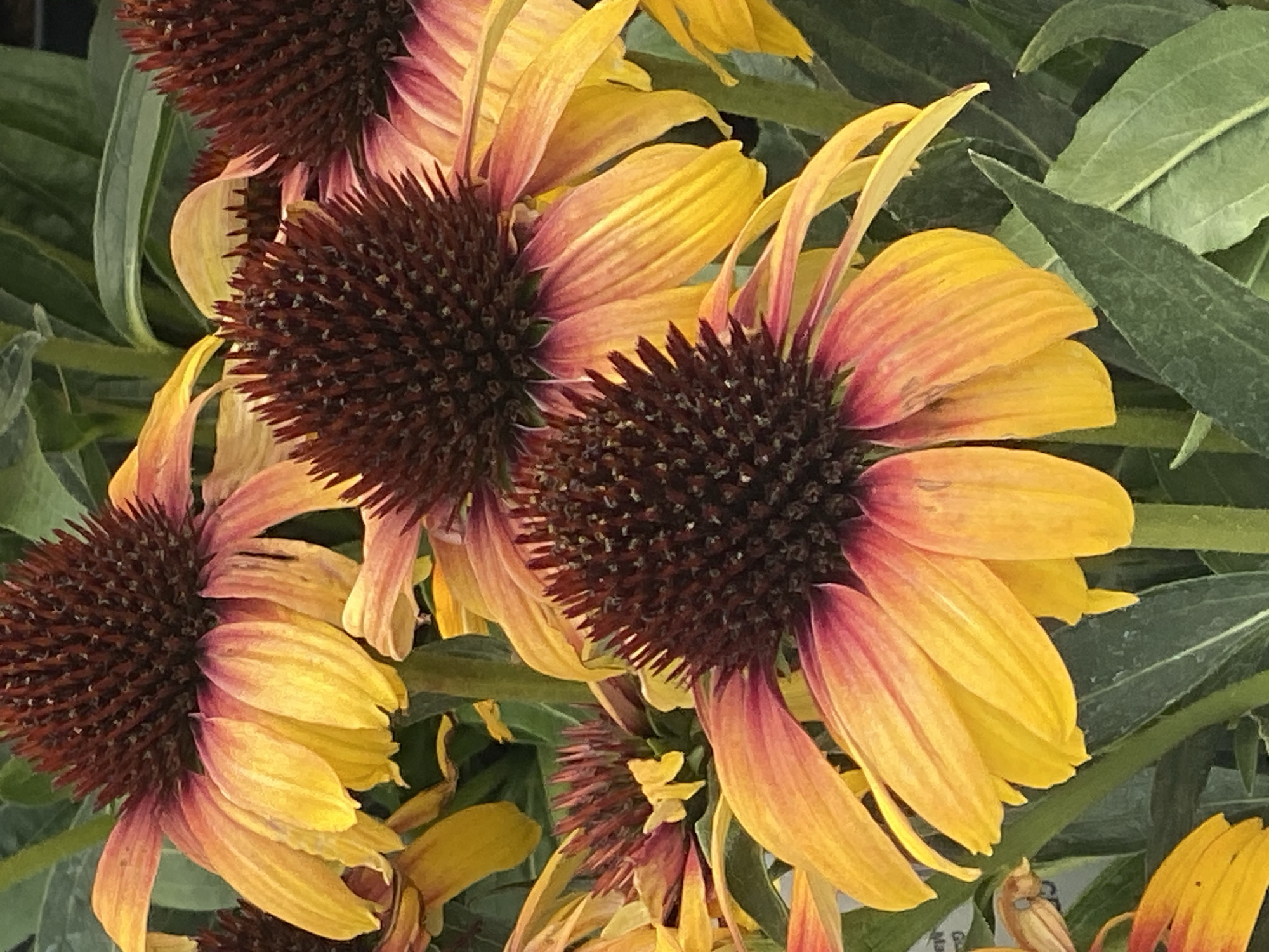 The image shows a close-up, eye-level view of a cluster of coneflower blossoms. The flowers have dark brown, spiky centers and yellow-to-pink petals that droop downwards. The petals are elongated and appear to be fading, with some yellow at the base and a rosy pink at the tips. The green foliage of the plants forms the background. The image appears to be taken outdoors in a garden or park setting. There is no indication of the city of Gablitz, Austria, in the image itself.
