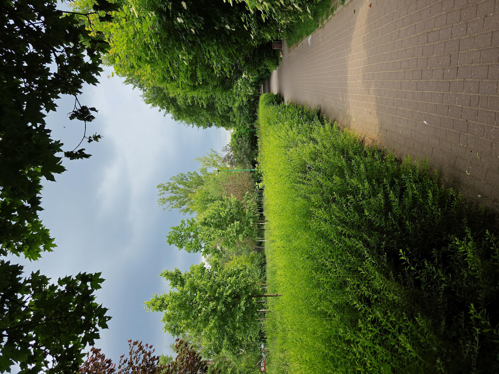 The image depicts a brick path lined with a dense green hedge on one side and various trees on the other. The path stretches into the distance, appearing to be in a park or green area. The sky is visible through the canopy of trees.