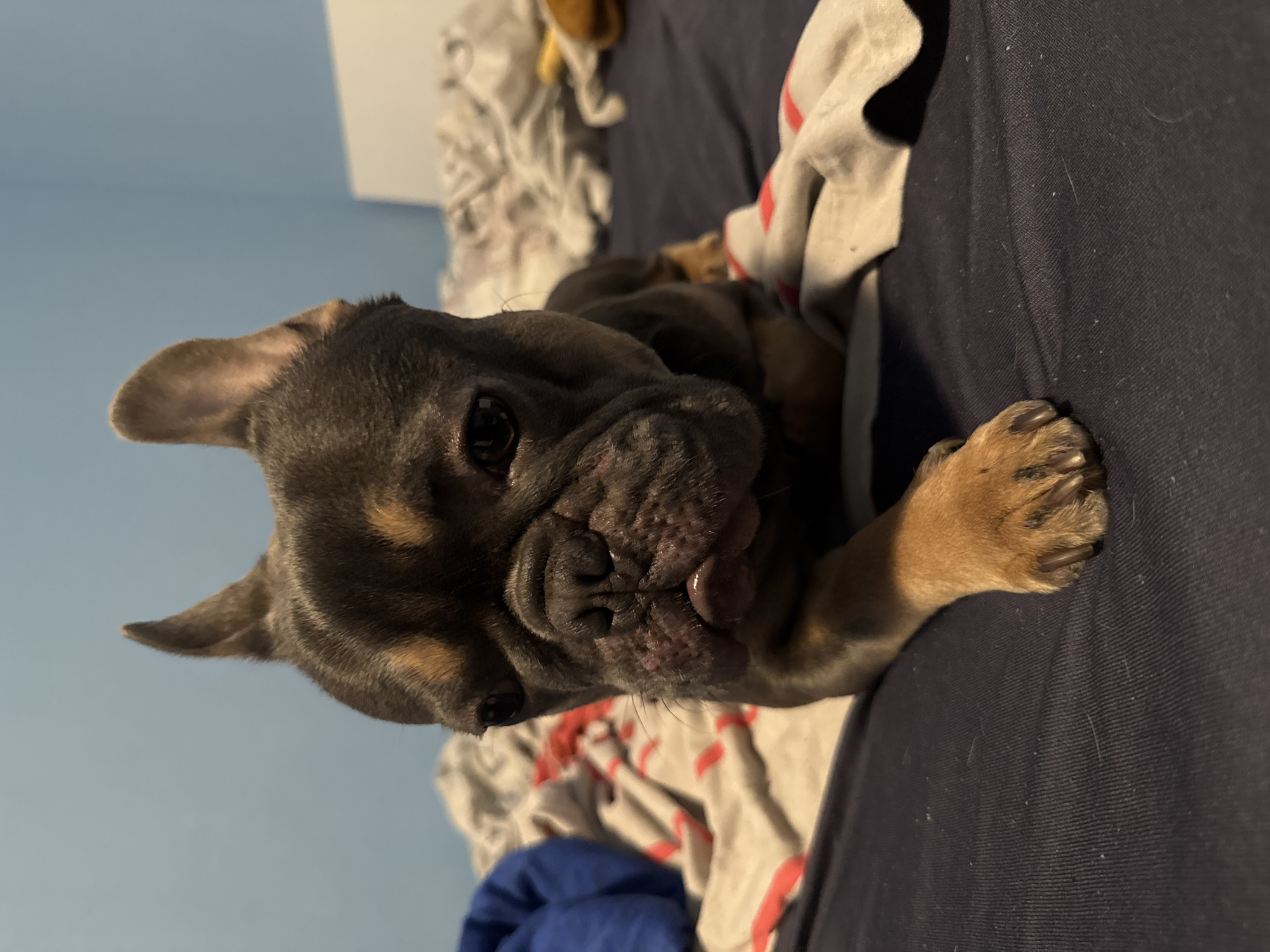 A brown and black French Bulldog puppy is lying on a bed. The bed is covered with a dark blue sheet. There is also a white blanket with red and gray designs on the bed. The puppy's head is on the left side of the image. The puppy's front paw is on the right side of the image. The background is a blue wall. The photo was not taken in Burgas, Bulgaria.