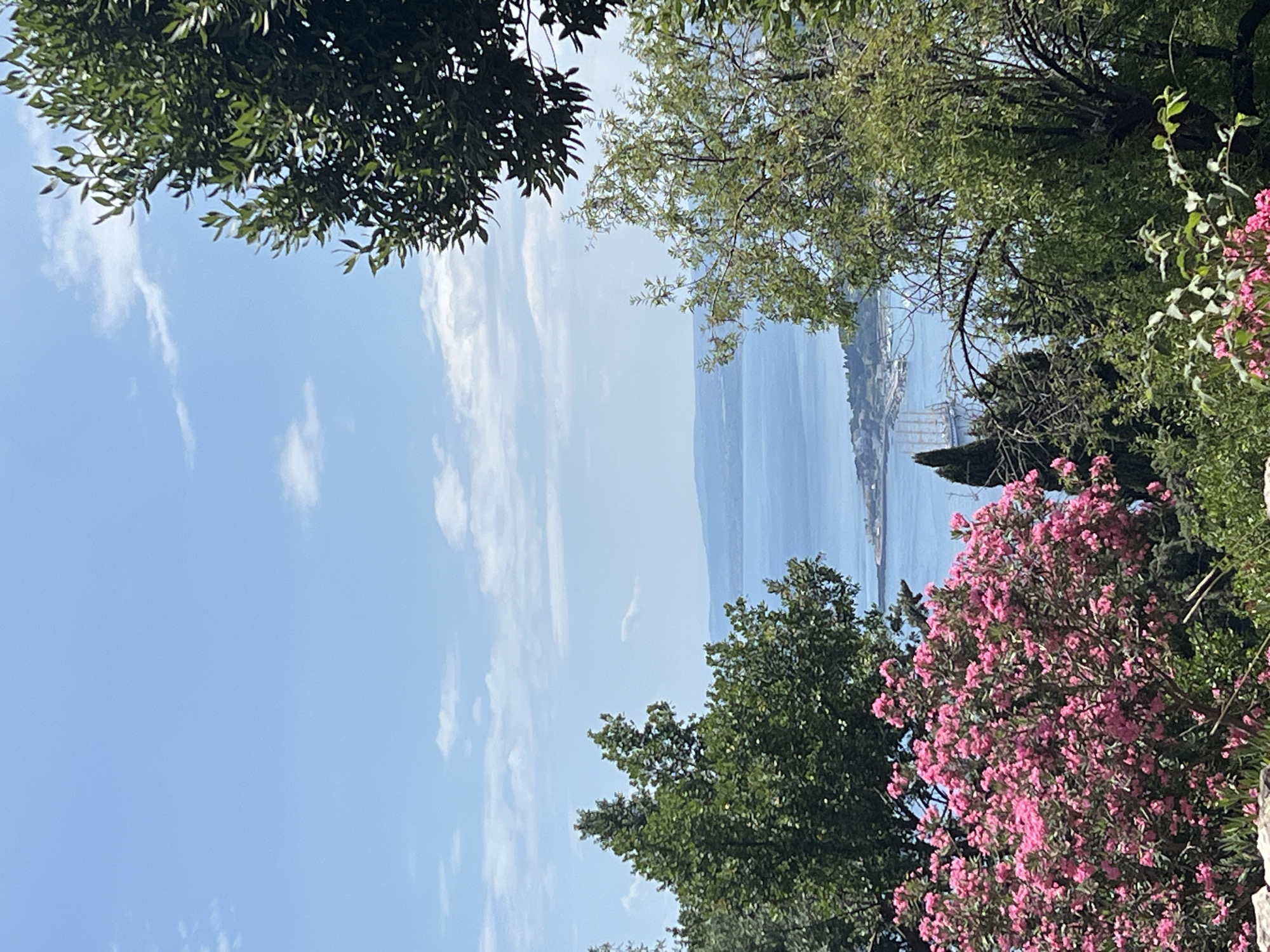 This is a vertical, eye-level, medium-distance shot of a scenic overlook in Taormina, Italy, on a bright, sunny day with a few wispy clouds. In the foreground, vibrant pink oleander bushes are in full bloom, with dark green foliage framing the view. Behind the flowering bushes, a tall green tree partially obstructs the view. The middle ground is dominated by a vast expanse of blue water, likely the Ionian Sea, with a distant coastline visible. A large sailing ship with multiple masts is anchored in the water, near a developed shoreline with buildings. Further in the background, hazy blue mountains form the horizon. The overall impression is one of natural beauty and tranquility.