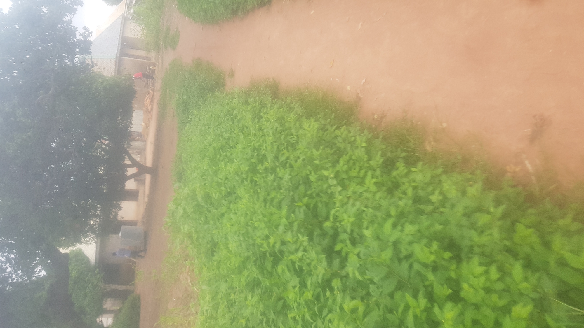 The image depicts a rural or semi-rural setting likely in Wukari, Nigeria, characterized by lush green vegetation and a dirt path. In the background, a low-lying building with a corrugated metal roof is visible, suggesting a residential or community structure. A large tree with dense foliage dominates the midground, casting shadows. Two individuals are present: one person wearing a blue shirt is seen near the building, appearing to be moving away from the camera, possibly with a tool or object in hand. Another individual, wearing a red shirt, is positioned closer to the building, engaged in an activity near a pile of what appears to be wood or building materials. The path is unpaved and dusty, winding through the scene and bordered by thick, green undergrowth. The overall atmosphere is hazy, possibly due to weather conditions or time of day, with a muted color palette dominated by greens and earthy browns.