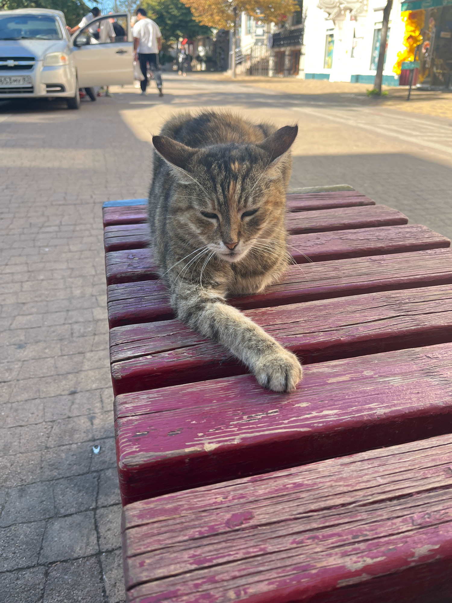 A tabby cat with closed eyes rests on a weathered, red wooden bench in Simferopol, Ukraine. The cat's left paw is extended forward, resting on the bench. In the background, a silver Chevrolet Aveo car is parked on a cobblestone street, with the driver's side door open. Two individuals, one in a white t-shirt, are near the car, and another person walks in the distance. Buildings with white facades and shopfronts line the street, and trees with autumn foliage are visible. The scene appears to be outdoors, possibly a sidewalk cafe or public area.