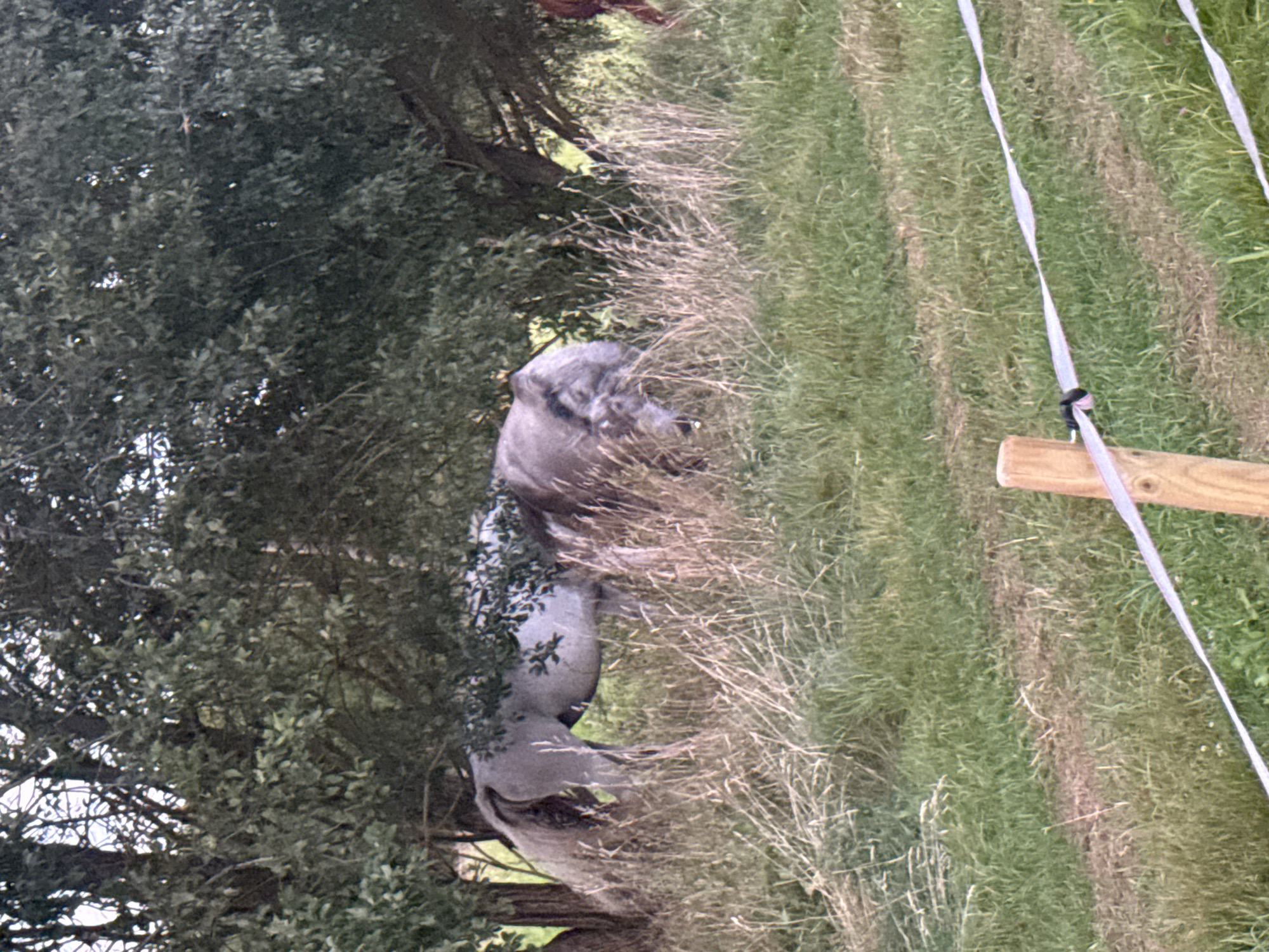 In the city of Galinė, Lithuania, two horses are grazing in a grassy field partially shaded by trees. One horse, a light gray or white color, is positioned towards the left of the frame, with its head lowered as if eating. Its mane is long and flowing. The second horse, a darker gray or brown color, is to the right of the first, with its body mostly obscured by vegetation. The field is covered in green grass and tall, dry stalks of hay or weeds. In the foreground, a wooden fence post supports a white electric fence tape. The overall scene depicts a natural, rural setting.