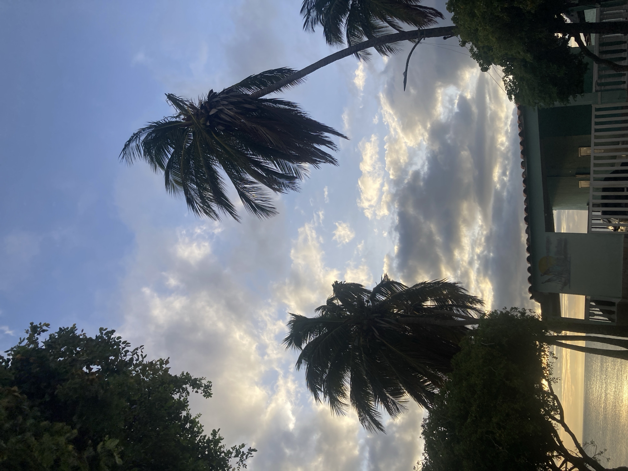 The image presents a serene tropical scene, captured from a low angle looking upwards towards the sky. Two prominent palm trees, with their fronds silhouetted, dominate the frame, suggesting a dramatic sky behind them. Additional green foliage and trees are visible along the lower left and right edges, contributing to a lush environment.
The sky is a notable feature, displaying a mix of light blue and heavy, textured clouds that are illuminated from behind with warm, golden light, indicating either sunrise or sunset. This warm glow is reflected on a calm body of water, likely the ocean, visible in the distant right.
On the right side of the image, a light-colored building with a tiled roof and a white balustrade balcony is partially visible. A faded mural or painting, possibly depicting a sun-like emblem, is faintly discernible on the building's wall above the balcony, but any specific text is indistinct.
The overall atmosphere suggests a peaceful coastal setting, consistent with its location in Juan Griego, Venezuela, at a transitional time of day. No specific human activity is depicted.