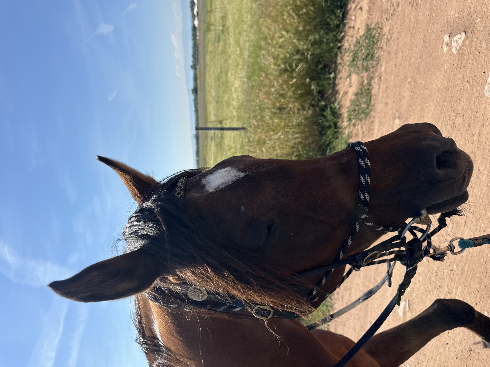 An extreme close-up, right-facing profile shot focuses on the head of a brown horse in Voynegovtsi, Bulgaria. The horse's eye is partially closed, and its ears are perked. It wears a decorative bridle and is situated on a dirt path. Behind the horse, a vast, golden field stretches towards a distant horizon lined with trees and mountains under a bright blue sky with wispy clouds. A wooden fence post stands in the field, indicating a rural or agricultural setting. The overall scene captures a moment of stillness, with the horse appearing relaxed in the open countryside.