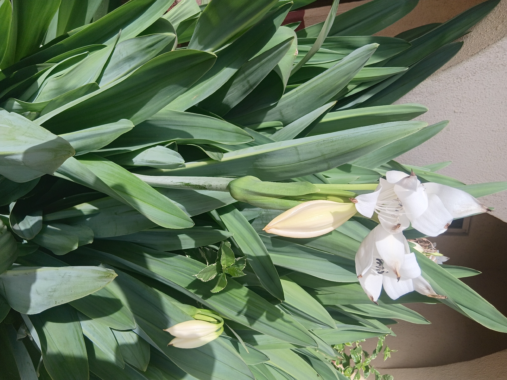 The image shows a plant with long, green leaves and white flowers. The plant is growing outdoors, near a wall. There is no evidence to suggest that the location is Bukuru, Nigeria.