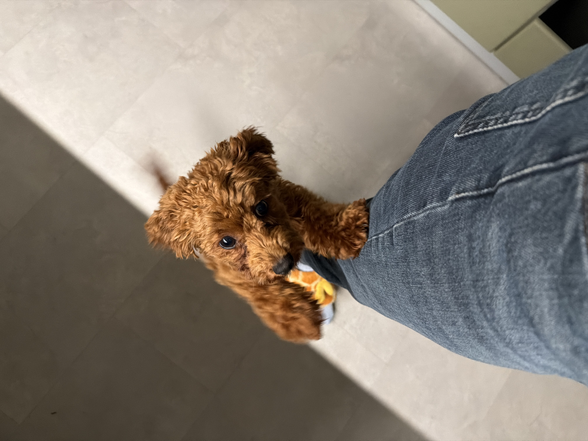 A small, fluffy, red-brown poodle is resting its front paws on a person's knee, looking upwards into the camera. The dog has dark eyes and a black nose. The person is wearing blue denim jeans. The background consists of a tiled floor, with a distinct shadow cast by a strong light source from the upper left. The scene appears to be indoors, possibly in a residential setting. There is no indication of the specific location within Sofia, Bulgaria.