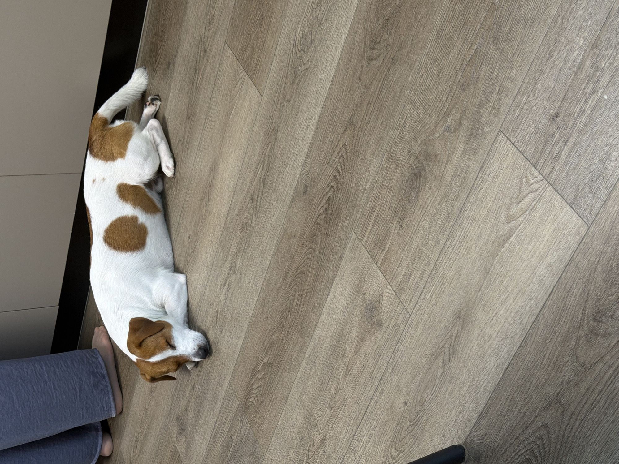 A jack russell terrier dog is lying down on a wooden floor. The dog is white with brown patches. A person's legs are visible on the left side of the image, wearing gray pants. The background appears to be a kitchen or living area with cabinets. The scene is indoors. The image does not contain enough information to determine its location in Moscow, Russia.