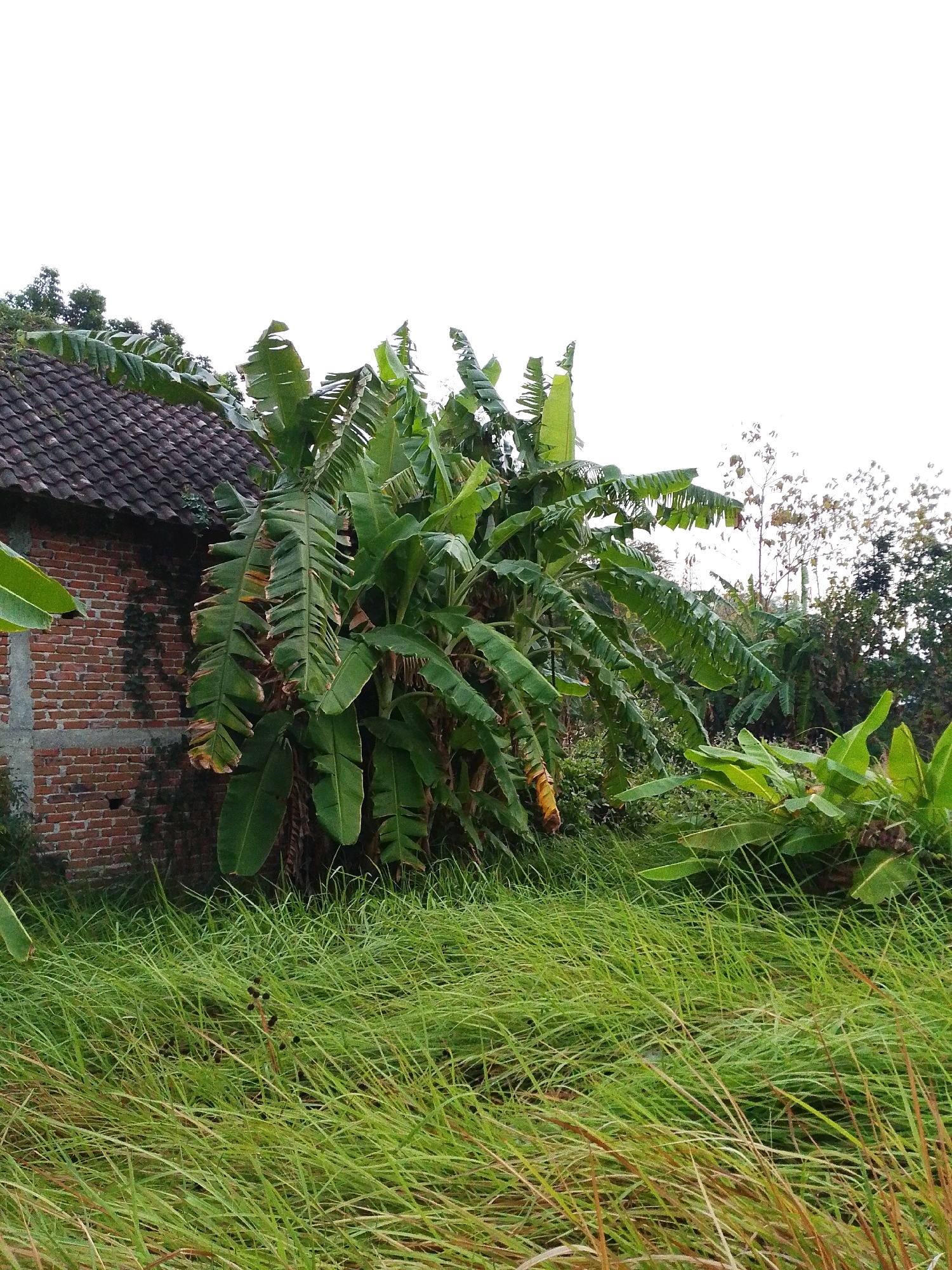 The image depicts an outdoor scene in Sugio, Indonesia, featuring a partially visible brick building with a tiled roof on the left. Adjacent to the building are several lush banana trees with large, green leaves. In the foreground, tall, green grass dominates the landscape, with some blades appearing dry and brown. The sky is overcast and bright white, suggesting a diffused light source. No people or animals are visible in the frame. The environment appears to be rural or semi-rural, with dense vegetation surrounding the building.
