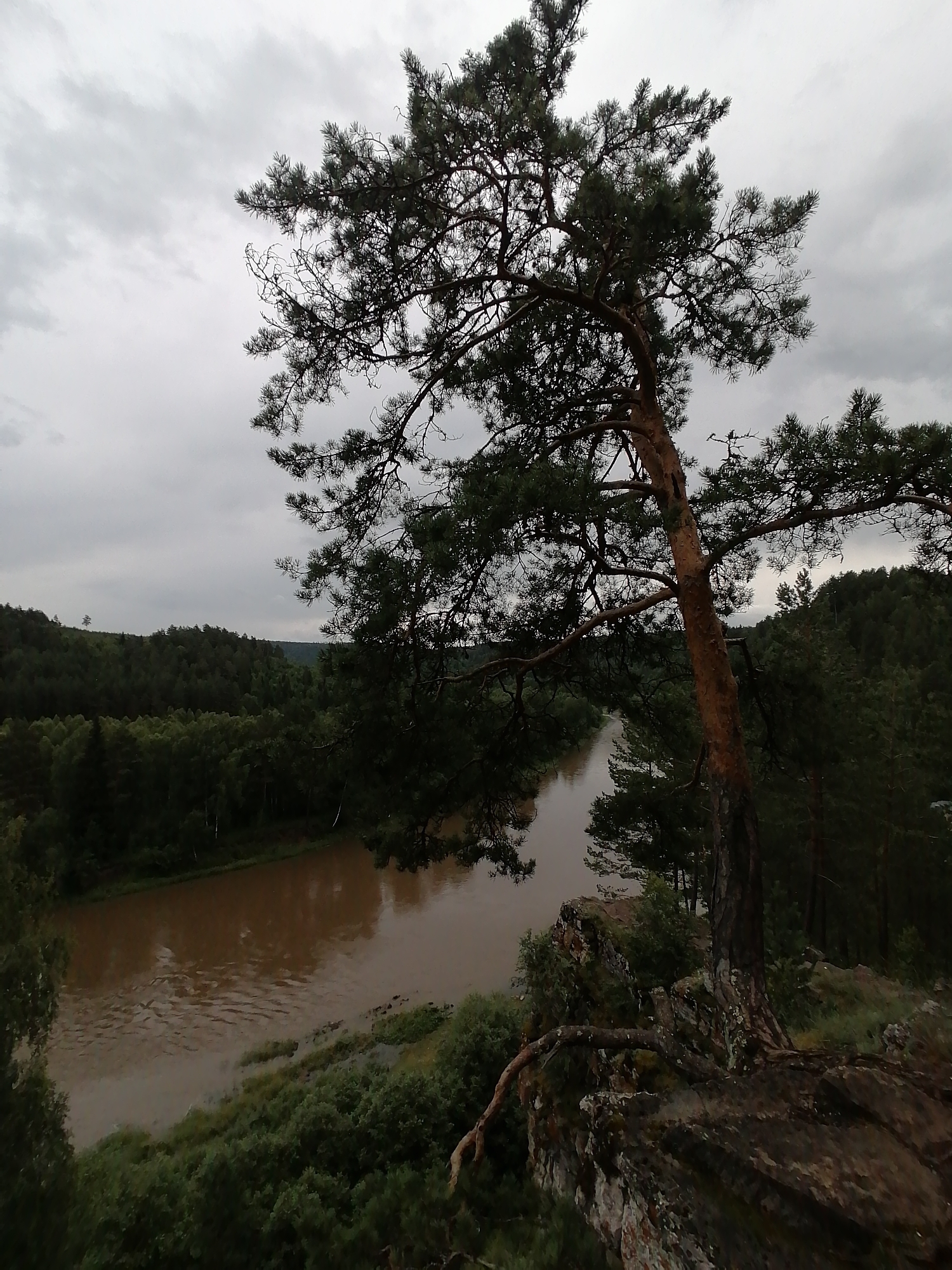 The image depicts a serene natural landscape under an overcast sky. The primary subject is a large, gnarled pine tree, its branches reaching out towards the viewer and silhouetted against the cloudy sky. The tree grows precariously on a rocky outcrop, its roots exposed and clinging to the rugged terrain.
Below the outcrop, a wide, muddy river flows, its surface reflecting the muted tones of the sky and surrounding forest. The riverbanks are densely wooded with a variety of trees, creating a lush, green tapestry that stretches into the distance. The forest appears thick and untamed, suggesting a remote or wilderness setting.
The overall mood is one of quiet contemplation and the raw beauty of nature. The overcast weather contributes to a slightly somber or dramatic atmosphere, enhancing the feeling of solitude. The time of day appears to be late afternoon or early evening, given the subdued light.
The location is identified as Lagerevo, Russia, which is consistent with the imagery of a dense forest and river landscape. There are no visible people, objects (other than the natural elements), or text in the image. The scene is a testament to the enduring power and wildness of the natural world.