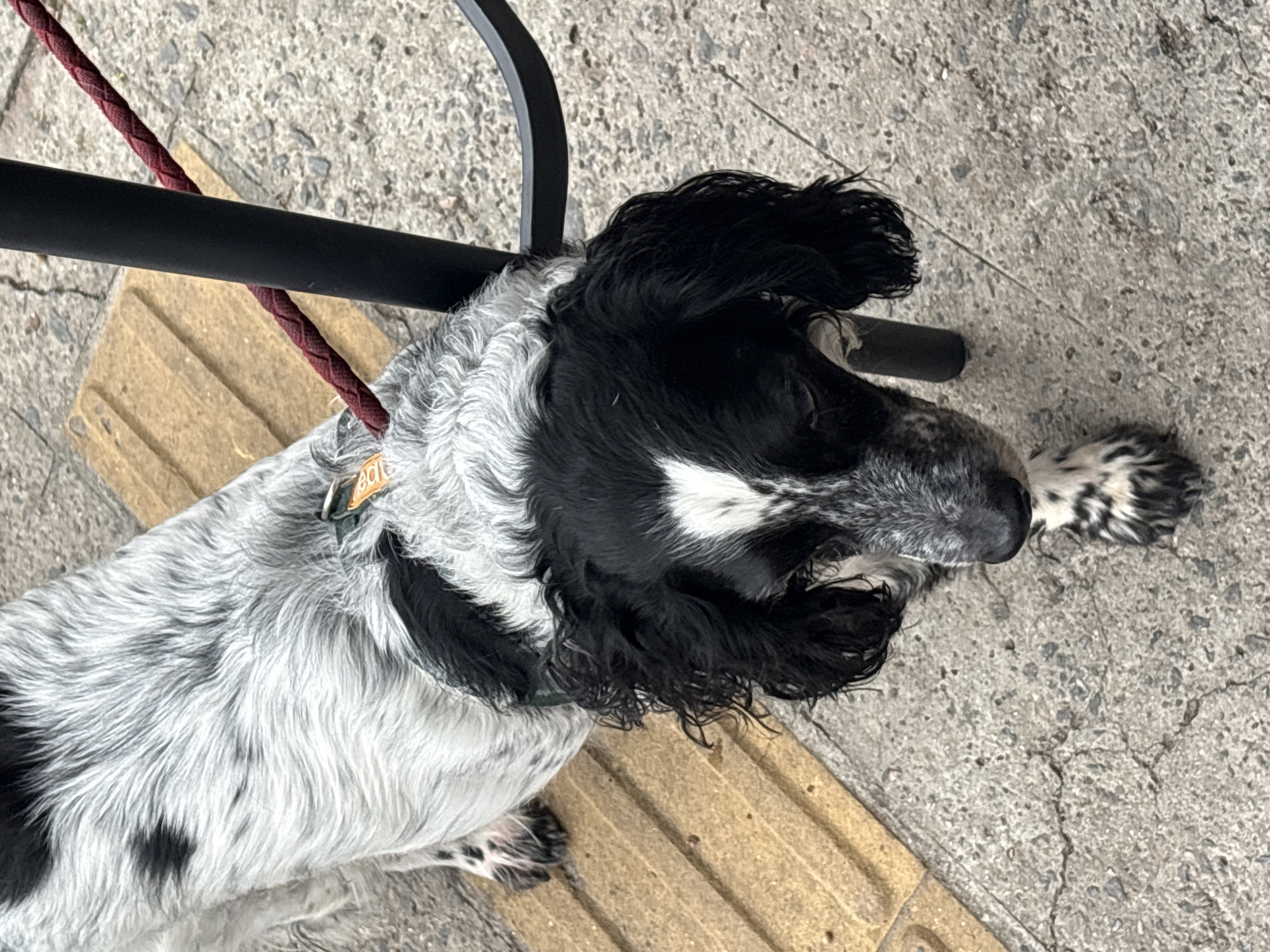 A dog with black and white speckled fur, long floppy ears, and a white blaze on its forehead is standing on a concrete sidewalk next to a tactile paving strip. A dark metal chair leg and a red braided leash are also visible. The dog appears to be looking down, possibly at the ground or a nearby object. The scene is outdoors, suggesting a street or park environment in São Paulo, Brazil.