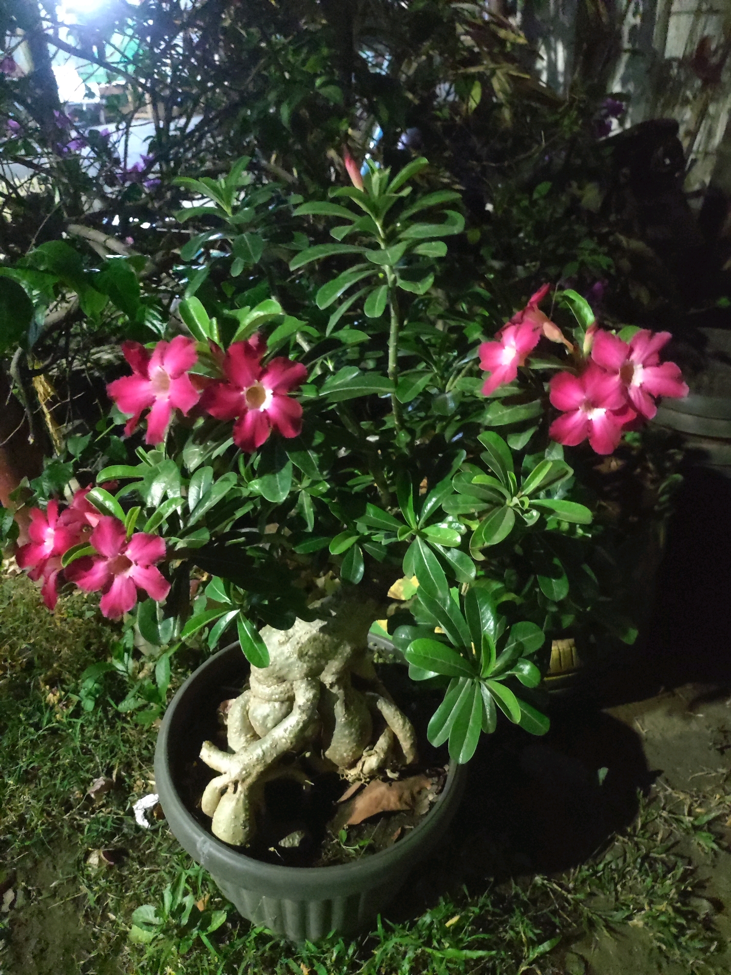 A potted desert rose plant with bright pink flowers and a thick, gnarled base sits on the ground surrounded by grass. The plant is in a dark gray plastic pot. The background is dimly lit and shows out-of-focus foliage and trees, suggesting an outdoor setting at night. The overall scene appears to be a garden or yard in East Jakarta, Indonesia.