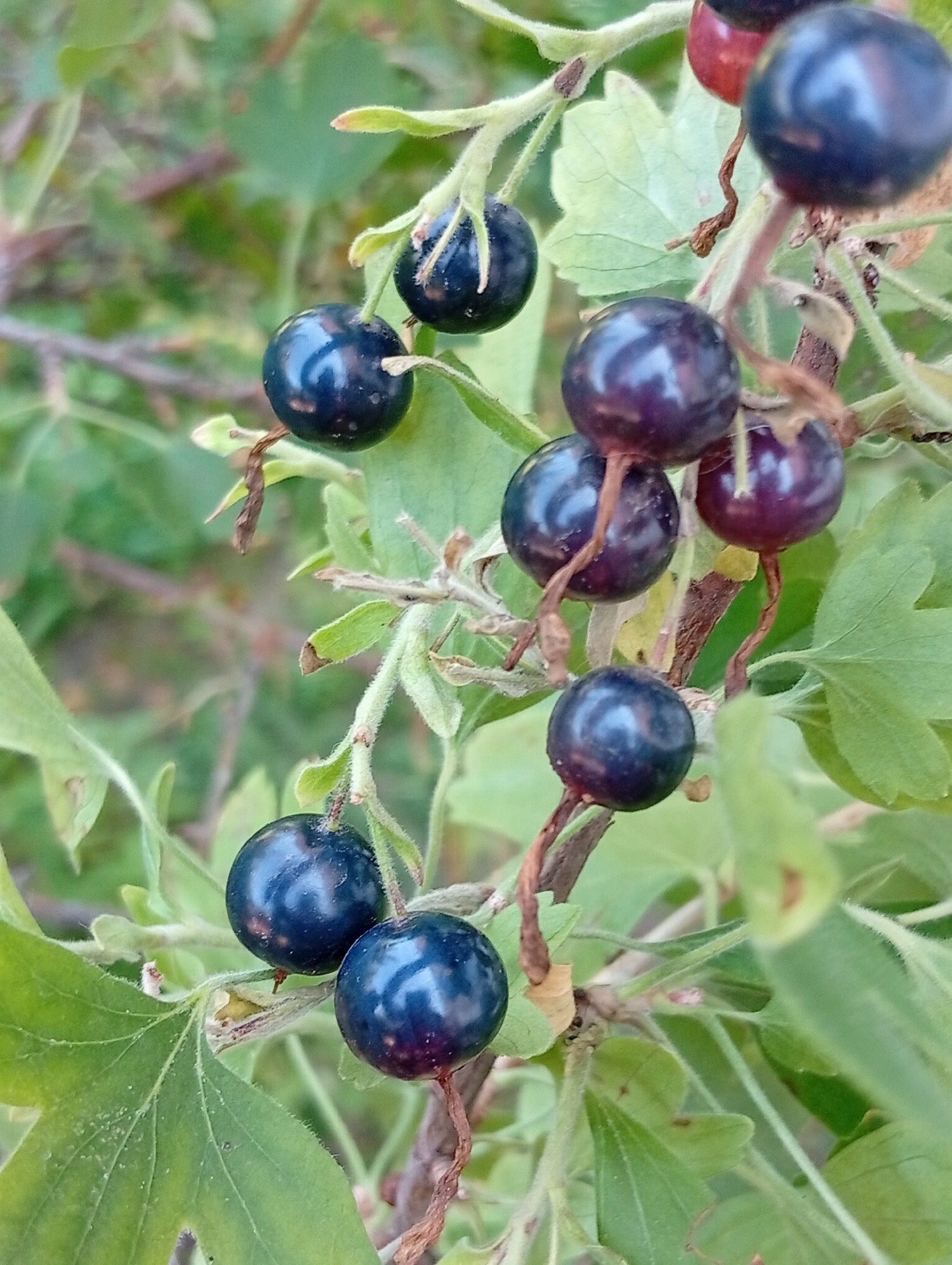 A close-up, vertical, eye-level shot shows a cluster of dark, round berries on a branch, surrounded by green foliage. The berries are deep blue to purple, with some showing a slight sheen and reflecting light. They are attached to thin, brown stems that sprout from a woody branch. Several leaves, with visible veins and serrated edges, are interspersed among the berries. The background is softly blurred, with shades of green and brown suggesting more leaves and branches. The overall lighting is natural, with soft highlights and shadows that give depth to the scene.