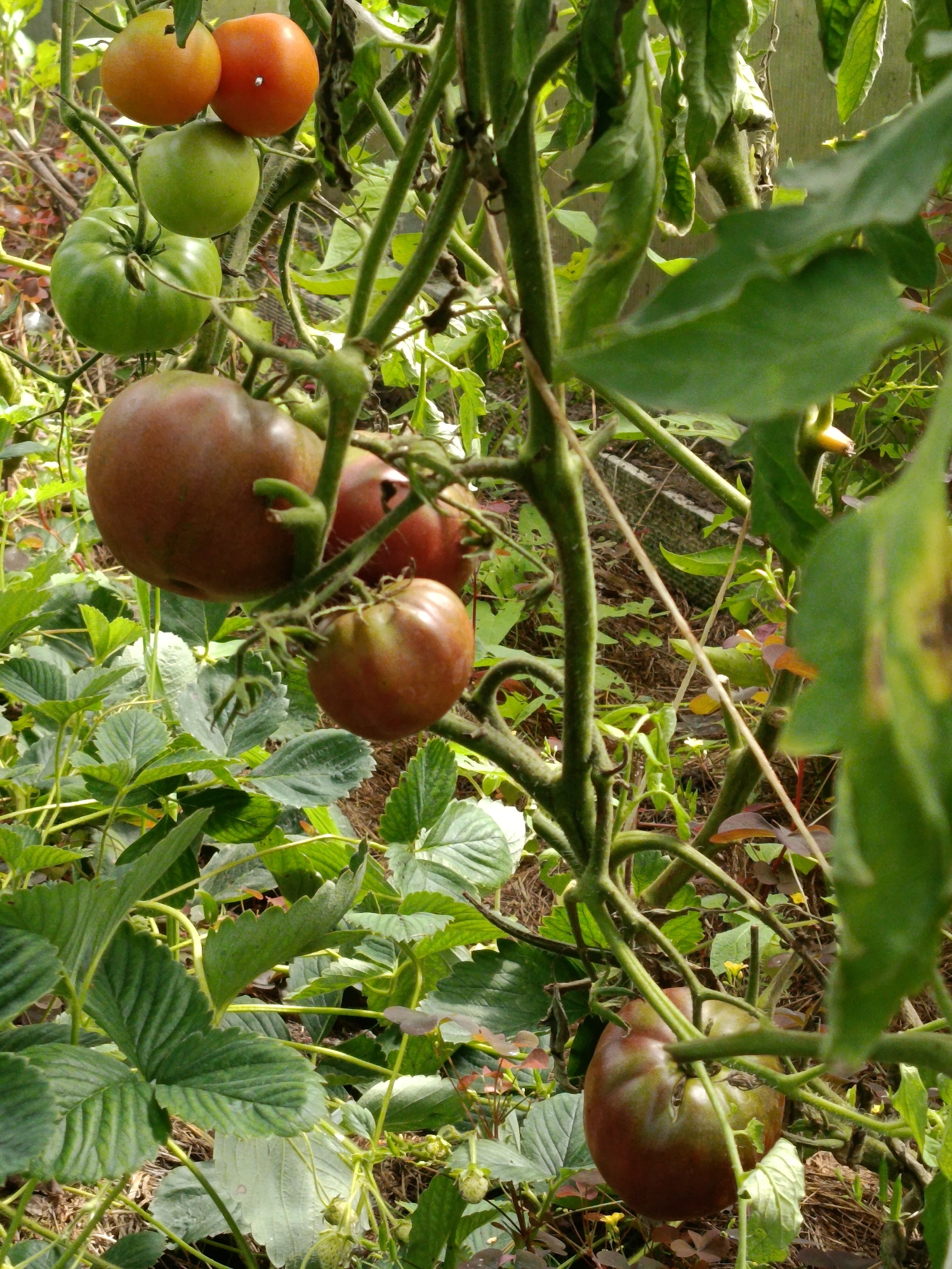 In the city of Vereya, Russia, a close-up, eye-level shot captures a tomato plant laden with fruit. Several tomatoes are visible, some green, some a reddish-brown color, and two are distinctly orange. The tomatoes hang from thick, green vines amidst lush green foliage, with some leaves appearing wilted. Strawberry plants with broad, serrated leaves are also present at the base of the tomato plant, their green fruits dotted throughout. The background is out of focus, showing a hint of fencing and dry ground cover. The lighting is natural and diffused, suggesting an outdoor, possibly garden, setting.