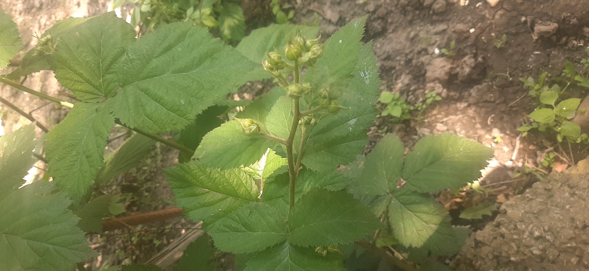 This is a close-up, vertical shot of a blackberry bush in Yessentukskaya, Russia. The bush has large, serrated green leaves and several small, unripe green berries clustered on a branch. The background consists of dark soil with some small green plants and fallen leaves, suggesting an outdoor garden setting. The lighting indicates it is daytime, with sunlight dappling through the leaves. There are no people or animals visible in the image. The scene is still and natural.