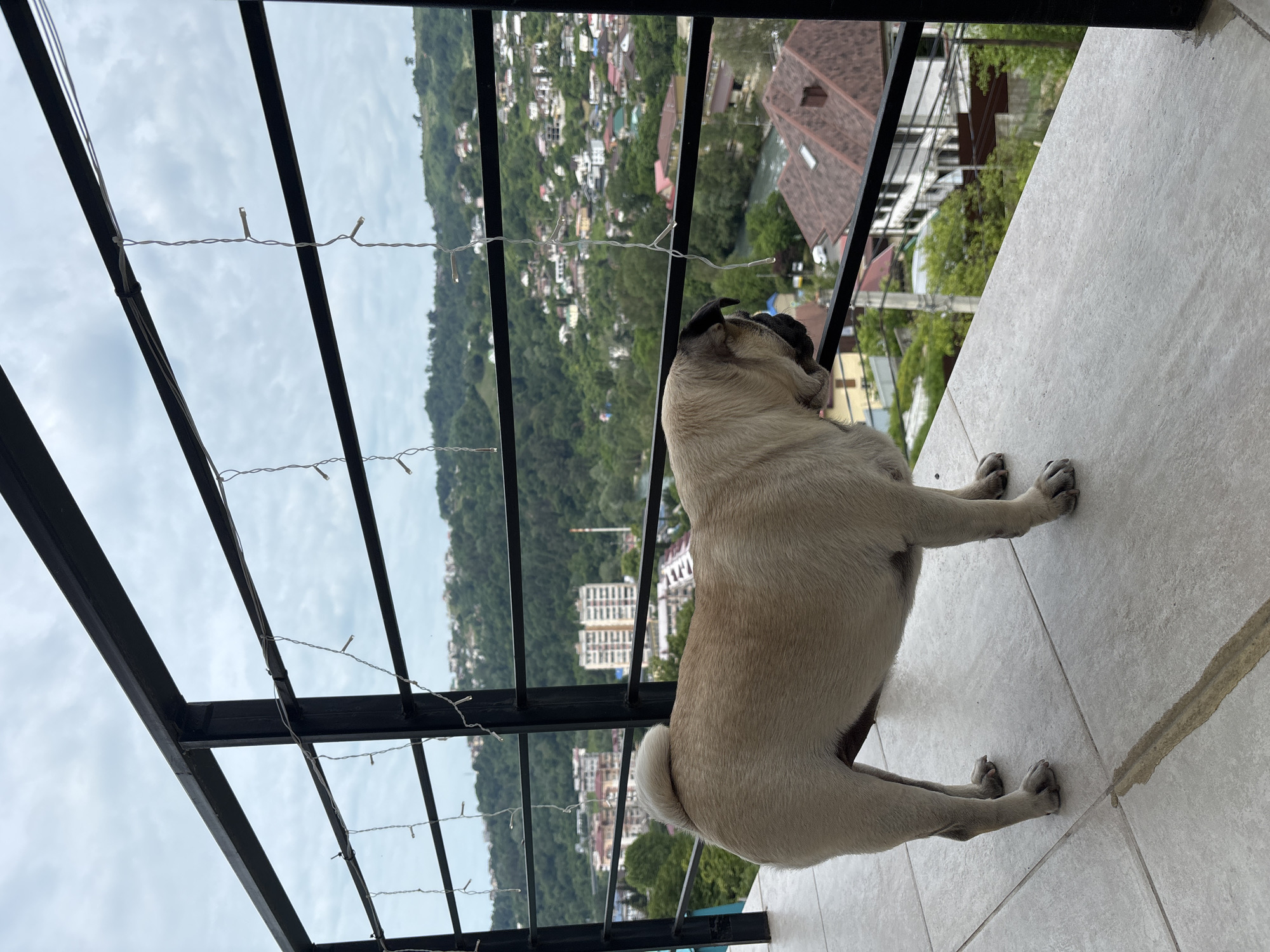 A light-colored pug stands on a tiled balcony overlooking a densely populated hillside city under a cloudy sky. The pug is facing away from the camera, looking out at the view. In the foreground, the balcony railing is visible with a string of fairy lights attached. Beyond the railing, the city stretches across rolling green hills, with a variety of buildings, including apartment blocks and houses with red-tiled roofs. A river winds through the city. The vegetation is lush and green, suggesting a warm climate. The overall scene depicts a serene moment of a dog enjoying a scenic view from a balcony in a city that appears to be located in a mountainous, coastal region, potentially Sochi, Russia, given the architectural style and lush greenery often found there.