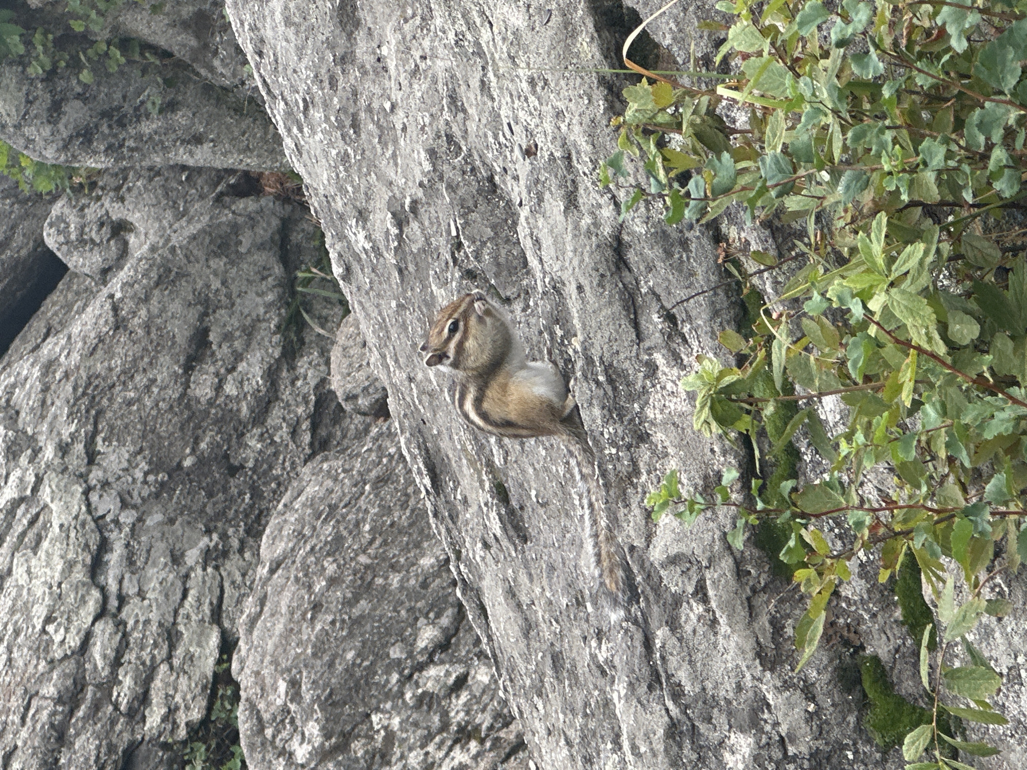 A chipmunk is sitting on a rocky surface, eating. The chipmunk is brown with black stripes. It is facing to the left. The background is filled with large grey rocks. In the foreground, there are green plants. The scene appears to be outdoors. The image does not contain any identifiable landmarks or features that would indicate a specific location within Belokurikha, Russia.