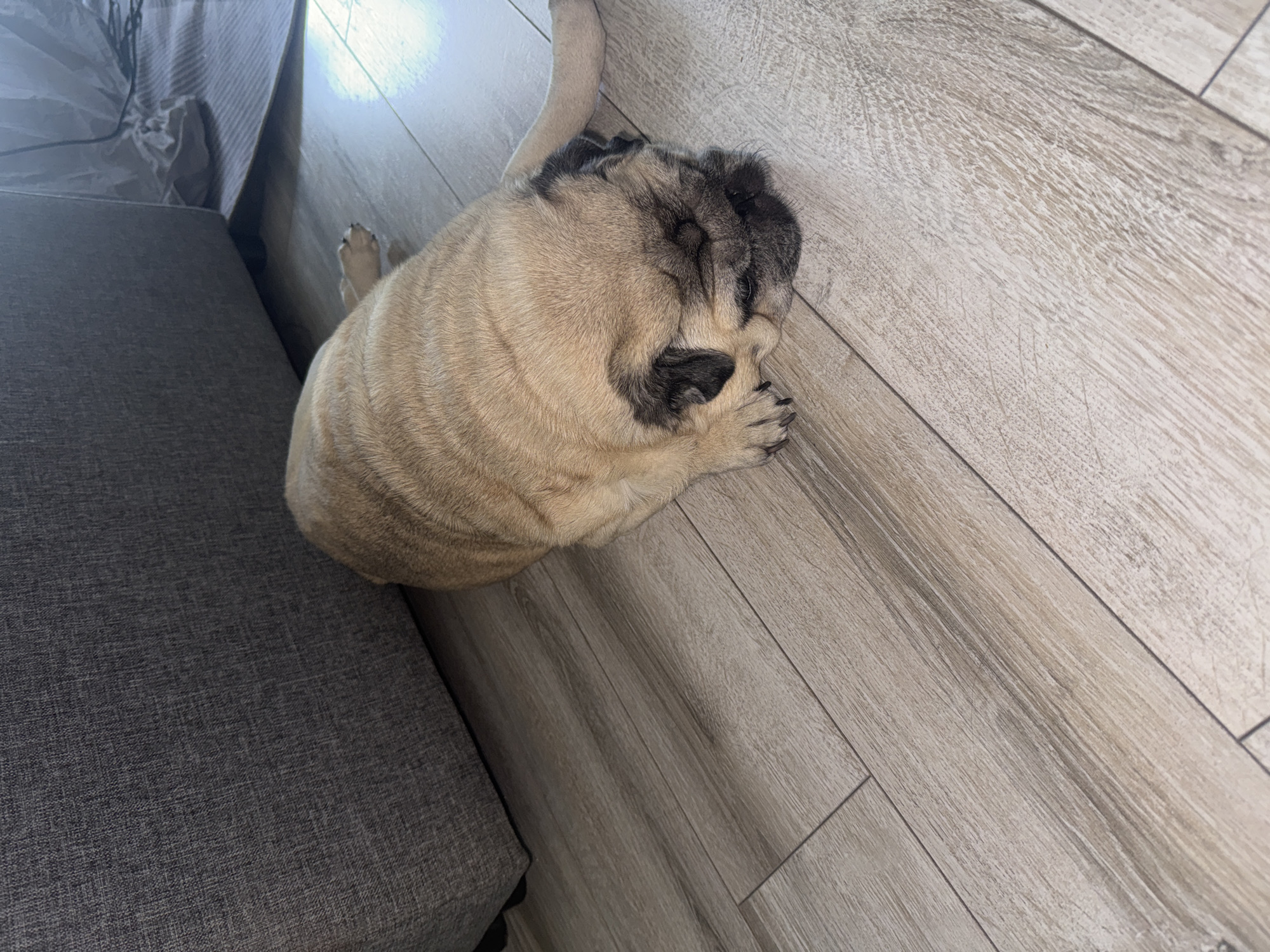 An adult pug dog lies on its side on a light-colored wood-plank floor next to a dark gray upholstered couch. The pug is fawn-colored with black markings around its face and ears. Its eyes are closed, and its head is resting on the floor. One of its front paws is extended forward, with its claws visible. The couch is positioned to the left of the dog, partially obscuring the dog's back. The floorboards run diagonally across the frame, with light streaming in from the right, creating bright highlights and shadows. In the background, a section of a folded gray rug and some cables are visible beneath the couch. The scene appears to be indoors in a residential setting.
