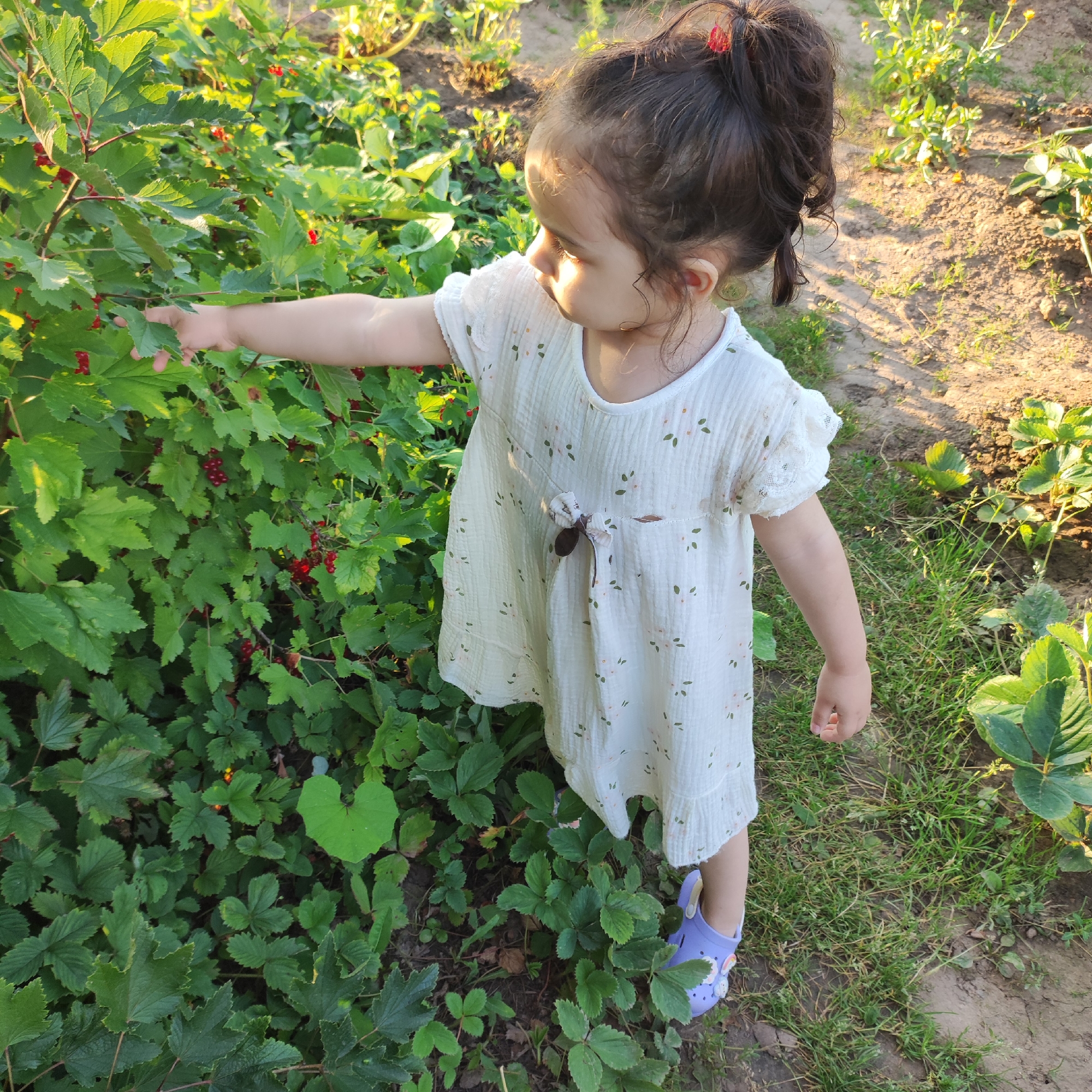 In Navoloki, Russia, a young girl with dark hair tied in a bun with a red clip stands in a garden during daylight. She wears a white dress with a floral pattern and purple clogs. Her left arm is extended, and her hand is reaching towards a bush laden with red currants. The garden features green foliage, including strawberry plants, and a dirt path. Sunlight casts shadows, suggesting it is late afternoon. The girl is looking towards the currants, appearing to be engaged in picking them.