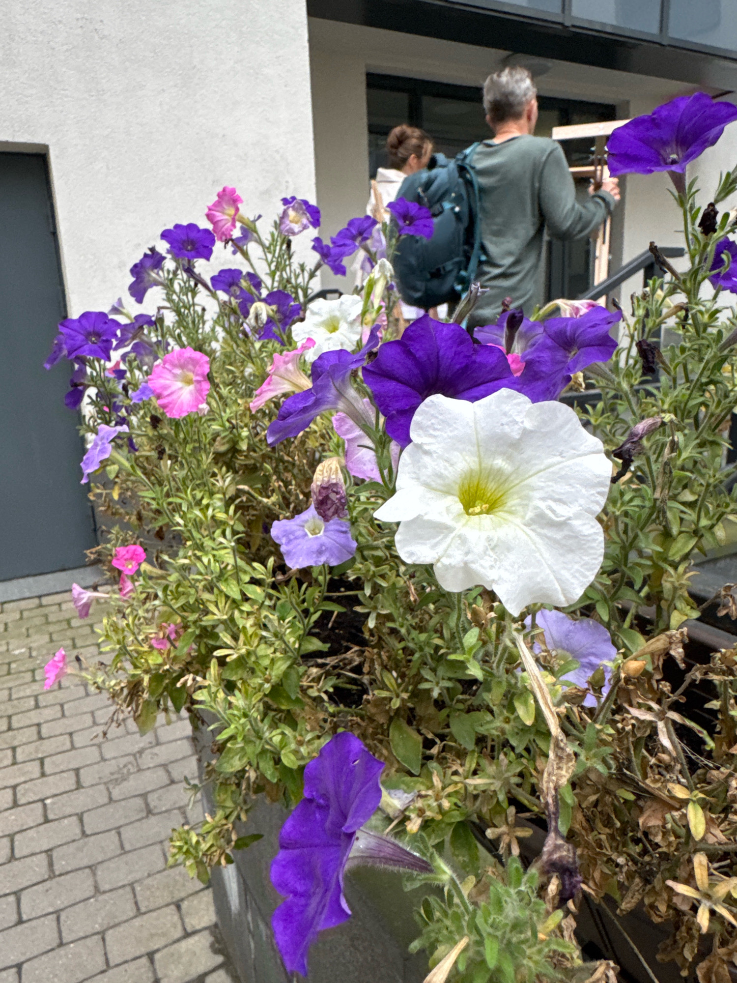A planter filled with blooming petunias, predominantly in shades of purple, pink, and white, sits on a brick walkway in front of a light-colored building. In the background, two individuals are walking up a set of stairs. The person in front, facing away from the camera, wears a dark backpack. The person behind them, also facing away, wears a grey long-sleeved shirt and holds what appears to be a small object, possibly a guitar, in their right hand. The building has a dark-colored doorway or window visible on the left side of the frame and a section of railing on the right. The overall scene appears to be an outdoor urban setting in Saint Petersburg, Russia, given the architectural style and the presence of the individuals.