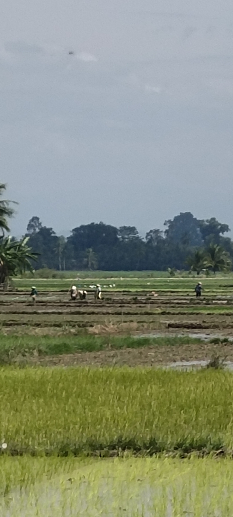 The image depicts a rural agricultural scene in Peurupok, Indonesia, featuring a flooded rice paddy under a cloudy sky. In the foreground, the rice paddy is lush and green, with some areas appearing partially submerged. In the middle ground, several individuals are engaged in agricultural work in the paddy. One person is walking through the water, and a group of two or three individuals appear to be tending to the crops. They are dressed in light-colored clothing and hats, suggesting protection from the elements. The background is dominated by a dense line of dark green trees, with some palm trees visible on the right side of the frame. The overall atmosphere is one of quiet, everyday labor in a tropical agricultural setting.