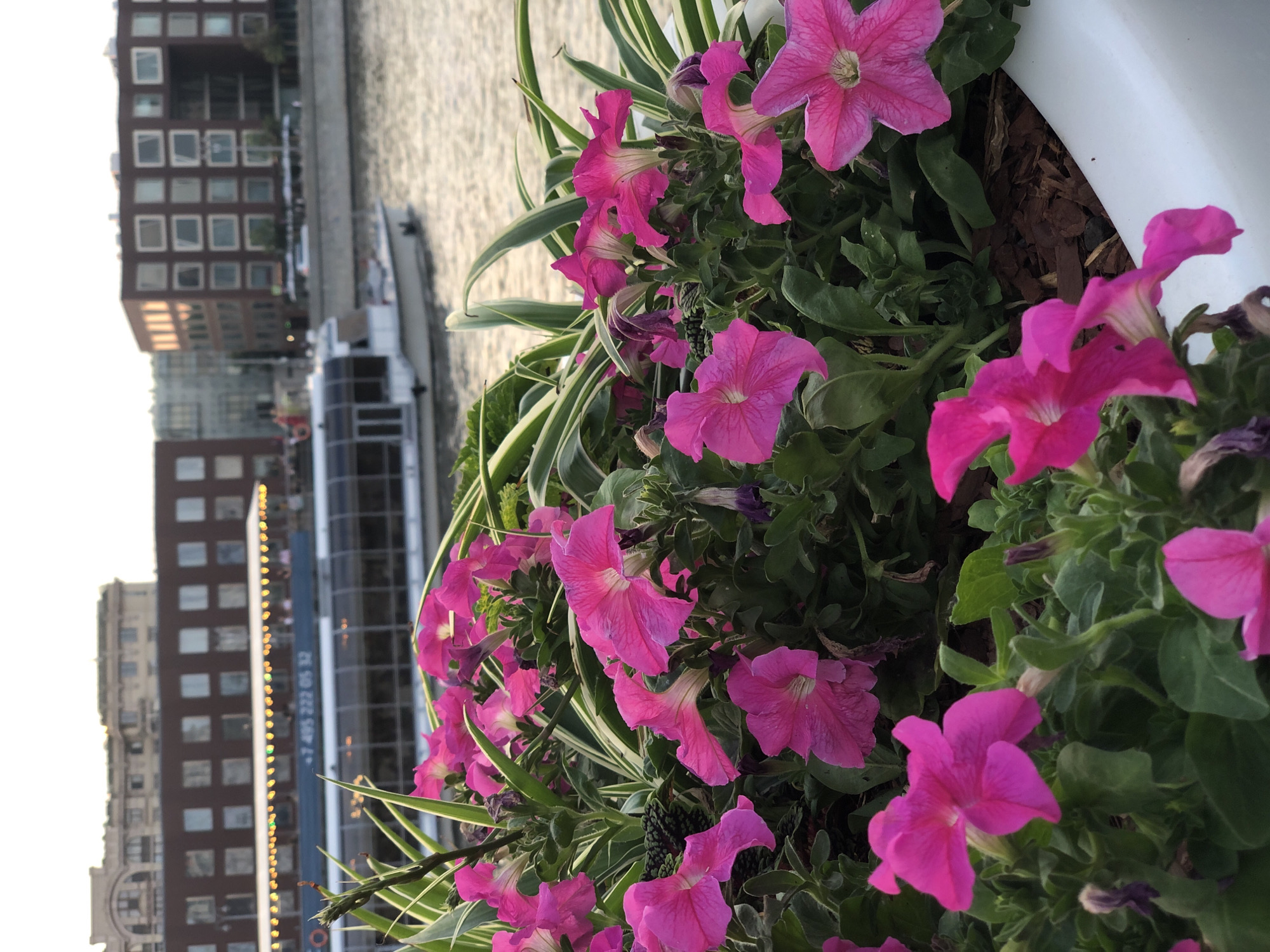 The image shows a close-up of bright pink petunias in a white planter, with a blurred background of buildings and a boat on a body of water. The boat appears to be a passenger vessel, with lights visible along its upper deck. Behind the boat, there are several multi-story buildings, characteristic of urban architecture. The water is calm and reflects the light. The overall scene suggests a pleasant outdoor setting, possibly a park or waterfront promenade in Moscow, Russia, given the style of the buildings and the presence of a riverboat. The time of day appears to be late afternoon or early evening, with soft lighting. There are no visible people in focus within the frame.