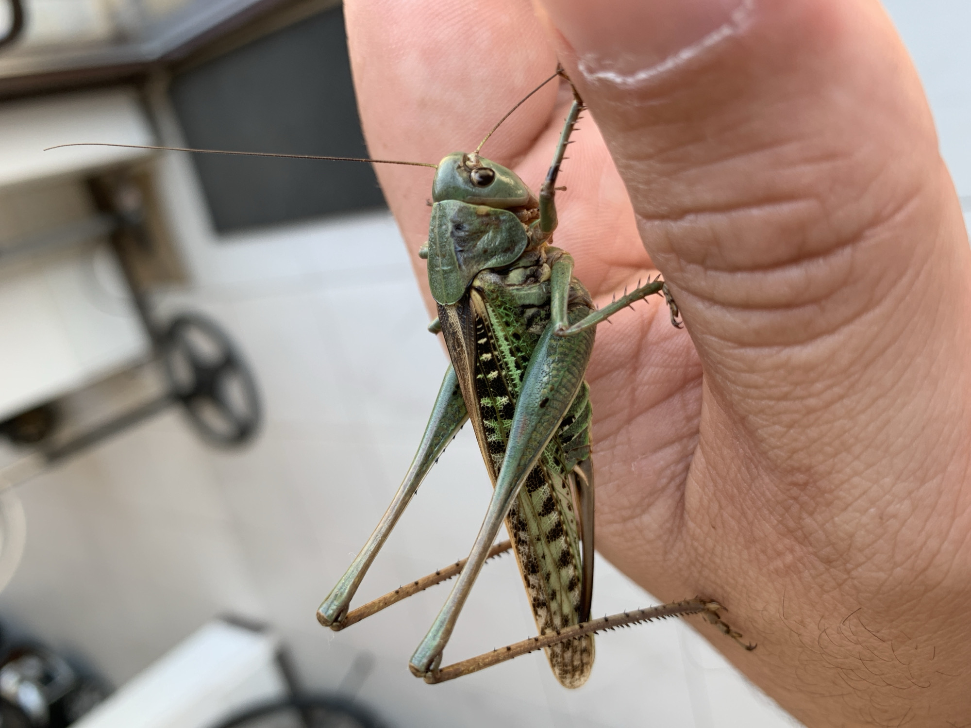A close-up, eye-level shot shows a large, green grasshopper resting on a person's hand. The grasshopper is positioned diagonally, with its head facing right, and its body extending towards the left of the frame. Its long, spiky legs are visible, with two forelegs and two hindlegs clearly discernible on the hand. The grasshopper's wings are folded, revealing a patterned texture. The person's hand, with visible skin texture and faint lines, supports the insect. The background is blurred, but suggests an indoor or semi-outdoor setting with light-colored flooring and hints of furniture or objects, possibly a room in a building. No specific Kropotkin, Russia landmarks are identifiable.