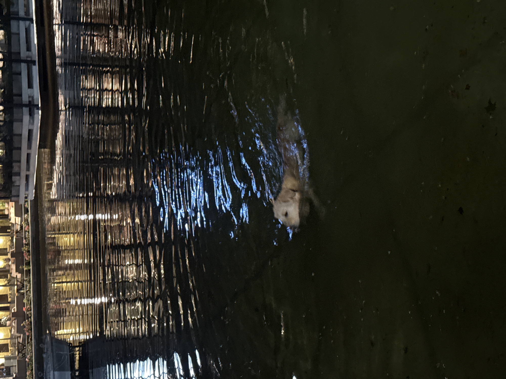 A medium-shot, low-angle image shows a body of water, likely a canal or river, with reflections of artificial lights visible on the water's surface. The dog, possibly a Golden Retriever, is swimming in the water. The canal is located in Yerevan, Armenia.