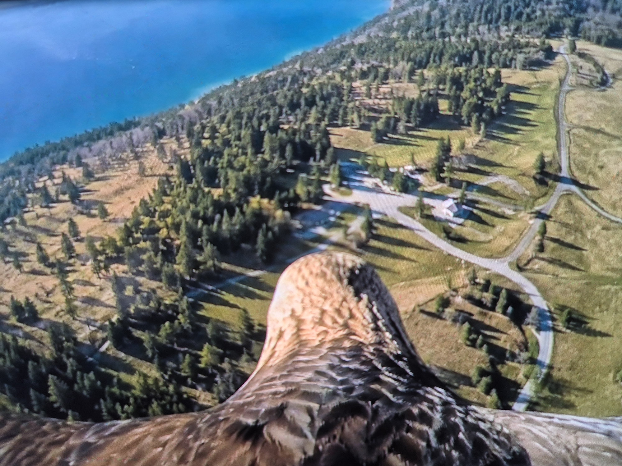 A close-up, angled aerial view shows the head and neck of a golden eagle in the foreground, positioned to the left of the frame. The eagle's feathers are a mix of brown and tan, with detailed textures visible. Beyond the eagle, a steep, verdant mountainside is densely covered with coniferous trees. The terrain transitions to a more open, grassy slope with winding roads and a few scattered buildings. The sky above is a clear, bright blue. The scene appears to be a natural landscape, likely in a mountainous region, with no indication of an urban environment.