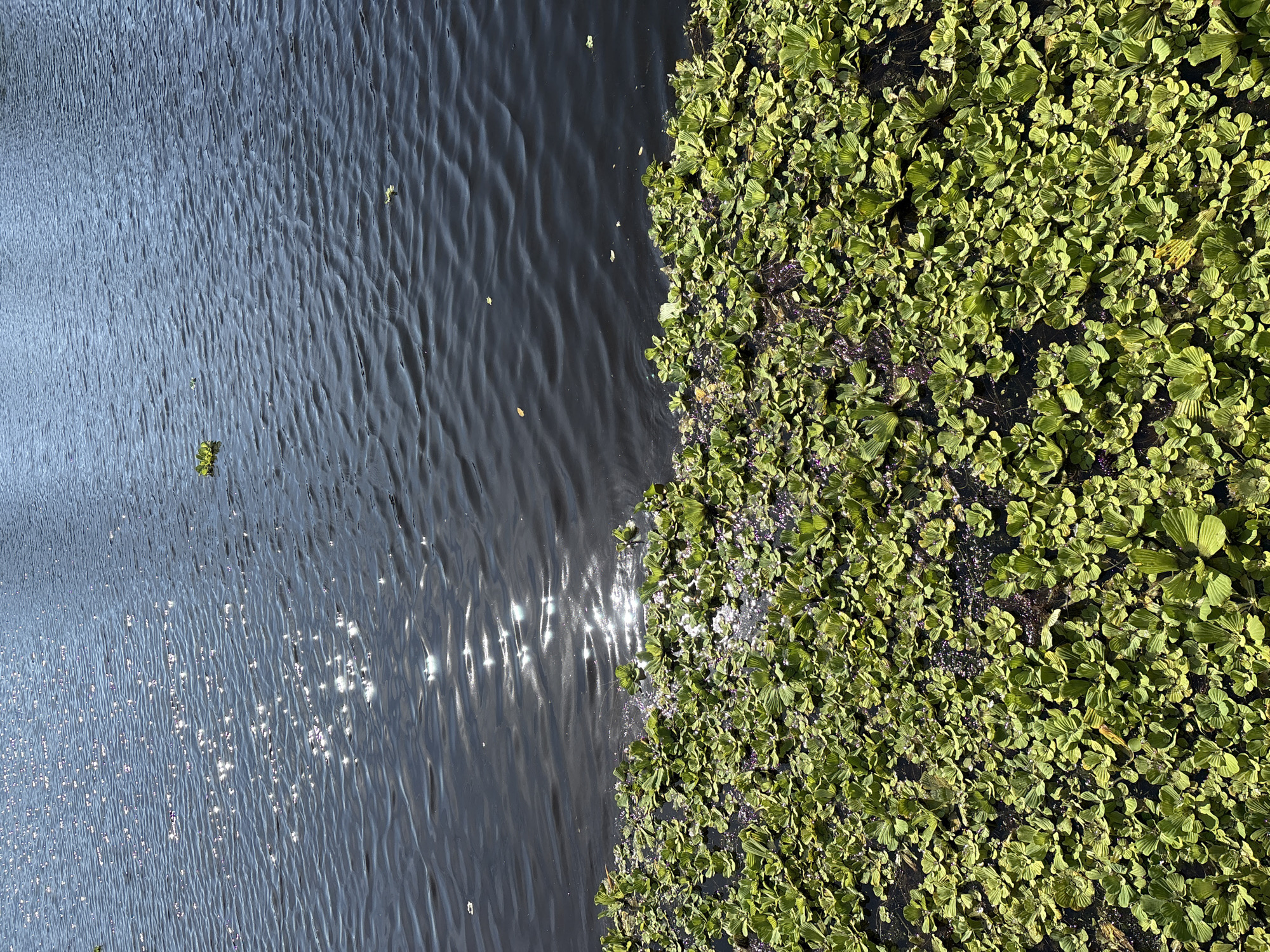 The image depicts a body of water with dense aquatic vegetation along the near bank. The water surface exhibits ripples and reflects sunlight, creating bright glints. The vegetation, primarily a bright green color, covers a significant portion of the foreground and extends into the water. A few isolated pieces of floating vegetation are visible in the open water. The environment appears to be a natural waterway or pond, likely within the city of North Port, United States of America, given the context provided. There are no people or animals visible in the image.