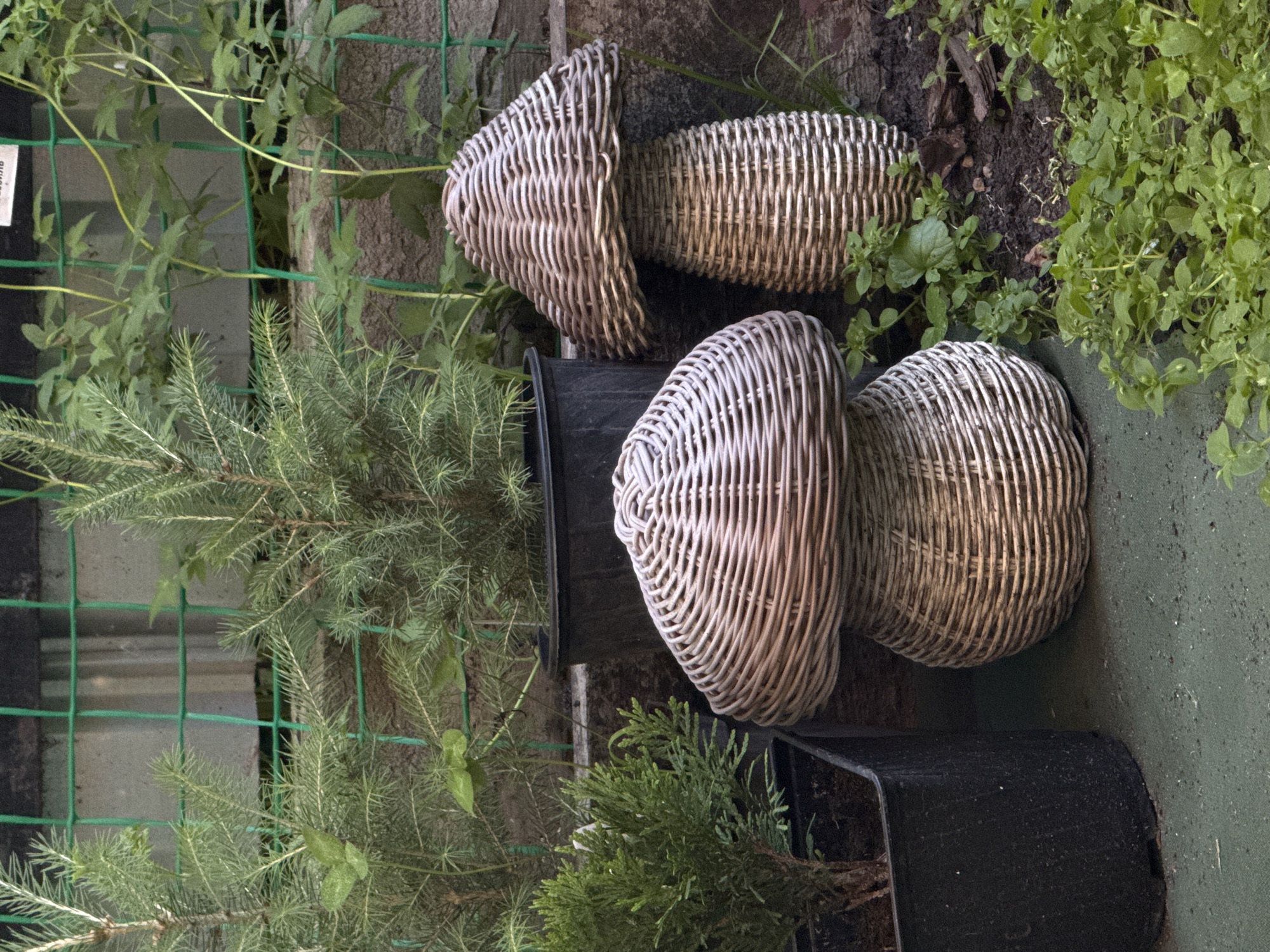 The image depicts an outdoor scene, likely a garden or patio area, with lush greenery and decorative elements. In the foreground, two wicker mushroom sculptures are prominently displayed. The larger mushroom is to the right, and a smaller one is to its left. Behind the mushrooms, several potted plants are visible, including a small evergreen shrub in a black pot on the far left, and taller, feathery evergreen trees in black pots behind the sculptures. A green wire fence runs across the background, partially obscuring a stone or concrete wall. The ground appears to be a mix of dark soil and some areas covered in a greenish surface, possibly artificial turf or a similar material. Small green plants and weeds are growing around the base of the mushrooms and in the soil. The lighting suggests it is daytime. There are no people or animals visible in the image. The location is identified as Gorno-Altaysk, Russia.