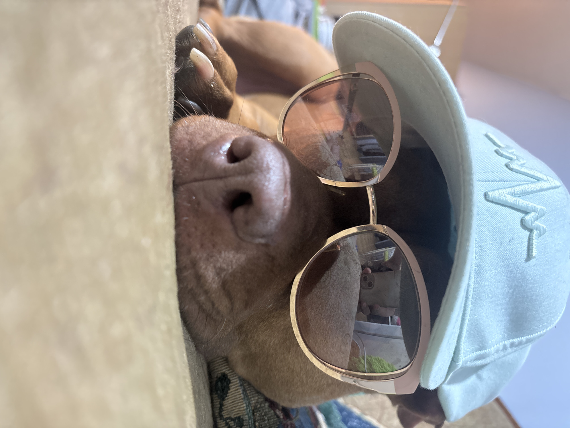 A dog wearing a light blue cap and rose-gold sunglasses is reclining on a light beige couch or surface. The dog is brown with a pink nose, and its claws are visible. The reflection in the sunglasses shows a person holding a phone and a glimpse of the surrounding interior. The location cannot be determined as being in Sofia, Bulgaria, from this image.