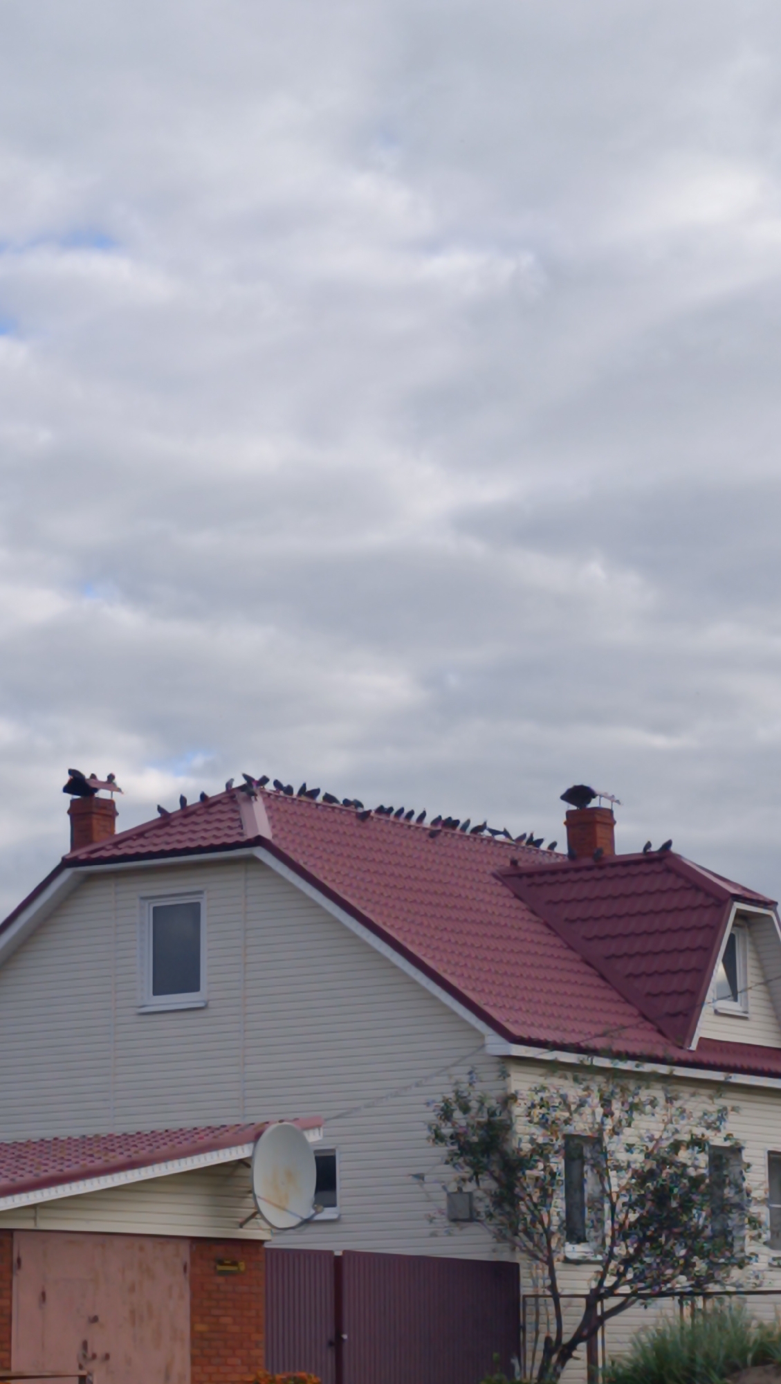 The image shows a two-story house with a red tiled roof. The roof is lined with numerous pigeons, some standing and others appearing to be perched. There are two chimneys on the roof, one with a pigeon on top. A satellite dish is mounted on the side of the house. The house has light-colored siding and several windows. In the foreground, there is a fence and a section of what appears to be a garage door. The sky is overcast with clouds. The location is identified as Karsha, Russia.