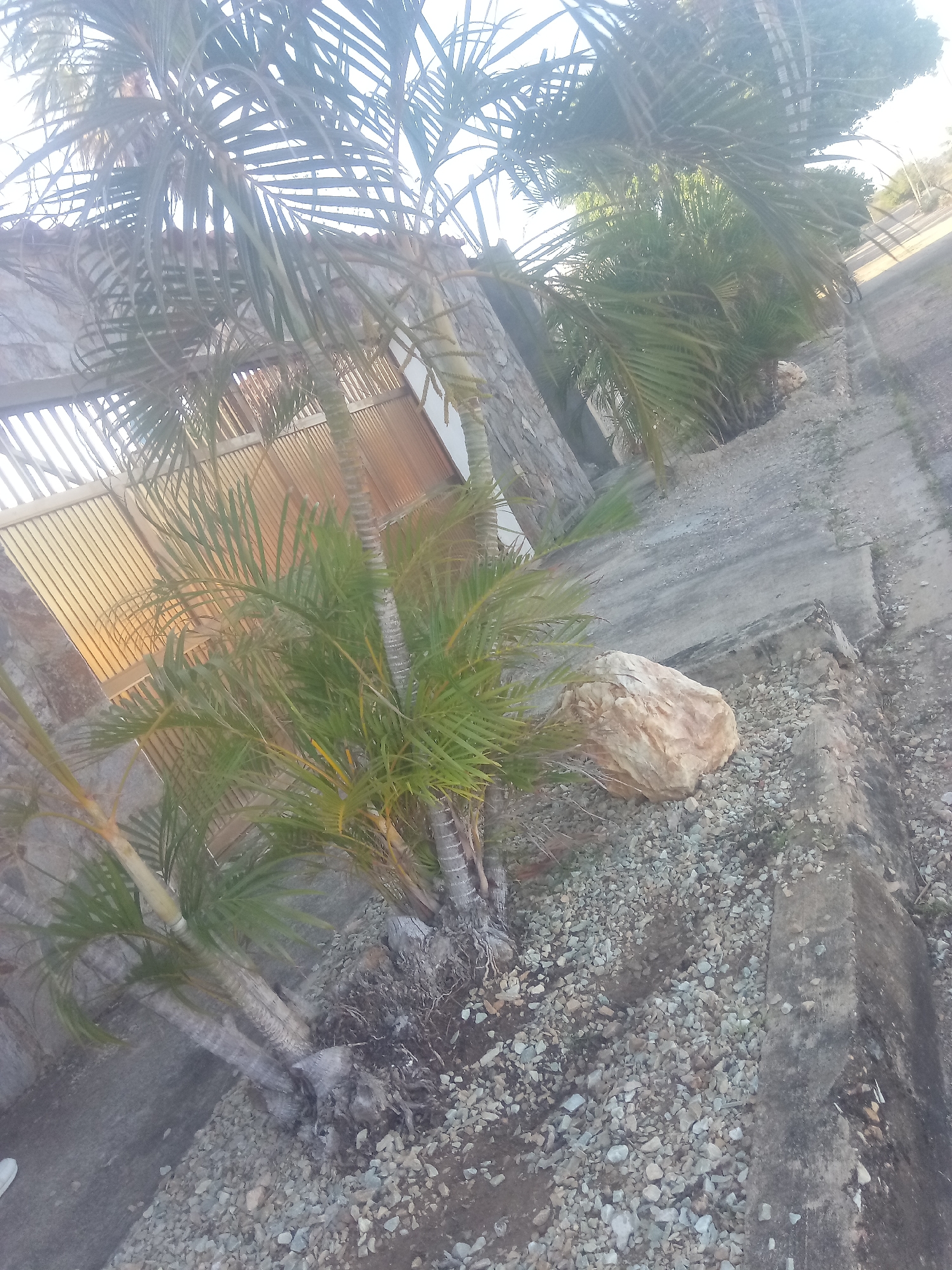 The image presents a scene in Juan Griego, Venezuela, featuring several palm trees, a large rock, and a concrete curb or walkway. The foreground is covered with small gravel. A partially visible building with a slatted wall structure is in the background behind the palm trees. The perspective is slightly tilted, suggesting the photo was taken at an angle. The overall lighting suggests it's daytime, with some glare.