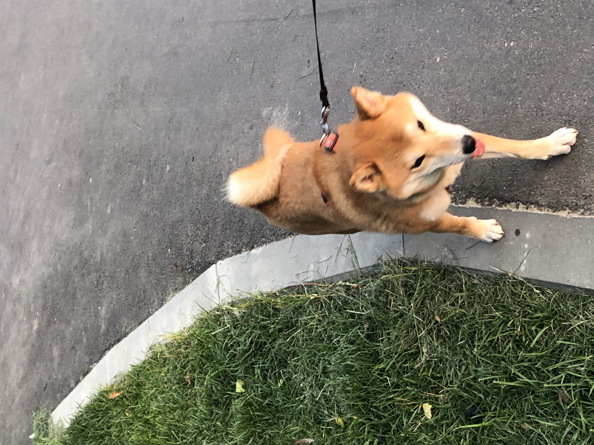 The image shows a Shiba Inu dog on a leash, walking along a paved path next to a grassy area. The dog is facing the camera with its tongue slightly out. The background is a gray asphalt surface. The scene is likely a public park or sidewalk in Khimki, Russia.