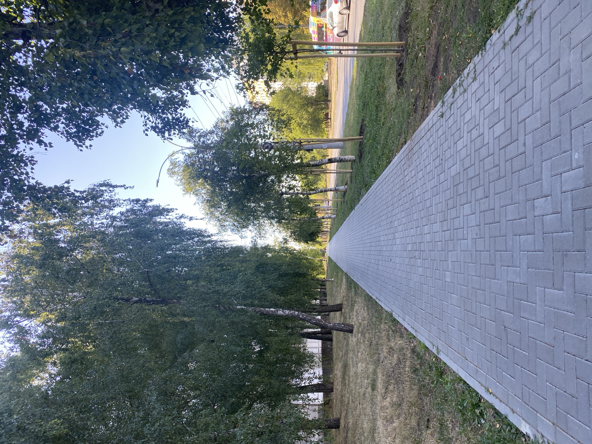 A sunlit, straight, gray paved pedestrian walkway extends into the distance, bordered by a row of birch trees with white trunks and green leaves on the left and a grassy verge with young trees staked with wooden poles on the right. Beyond the trees on the right is a street with light traffic, including a silver car and a colorful bus. The sky is clear blue. The scene appears to be in Chișinău, Moldova, likely on a residential street or a parkway lined with trees. There are no people visible on the walkway.