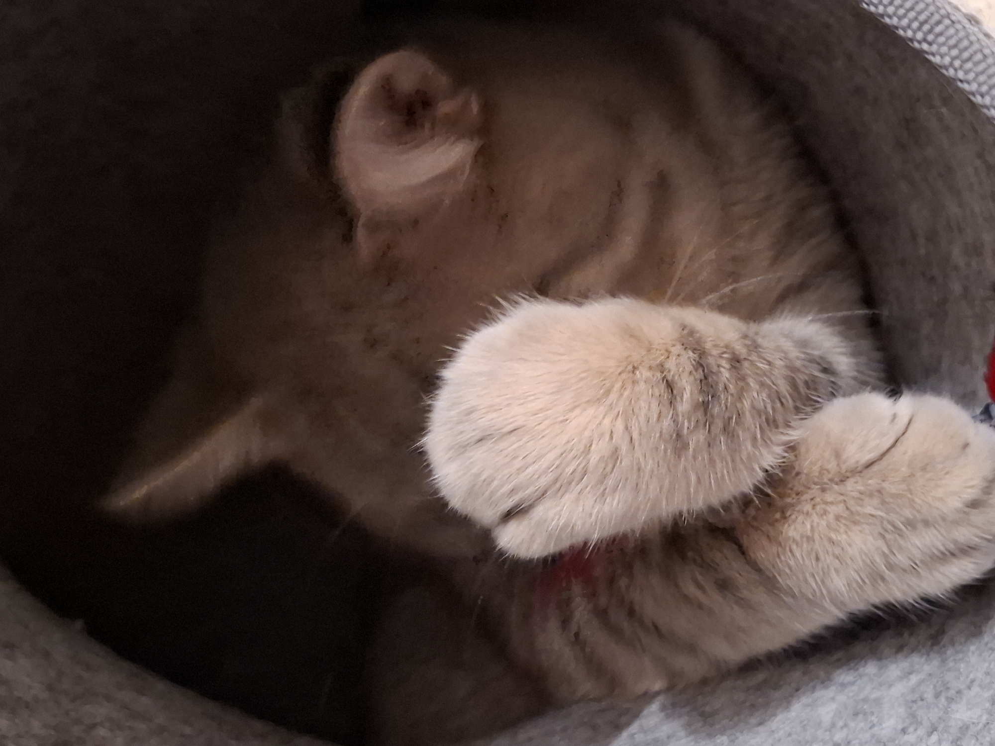 A light brown cat is curled up inside a dark gray cat bed. Its front paws are covering its face, with one paw placed directly over its eyes and nose. The cat's fur is soft and appears to be light brown with subtle darker stripes. The cat bed is made of a soft, textured material and has a slightly elevated rim. The background is dark and out of focus, with the exception of the cat bed itself and the cat. The lighting in the image is dim, suggesting an indoor environment. There is a small patch of red, possibly a toy, visible at the bottom edge of the frame.