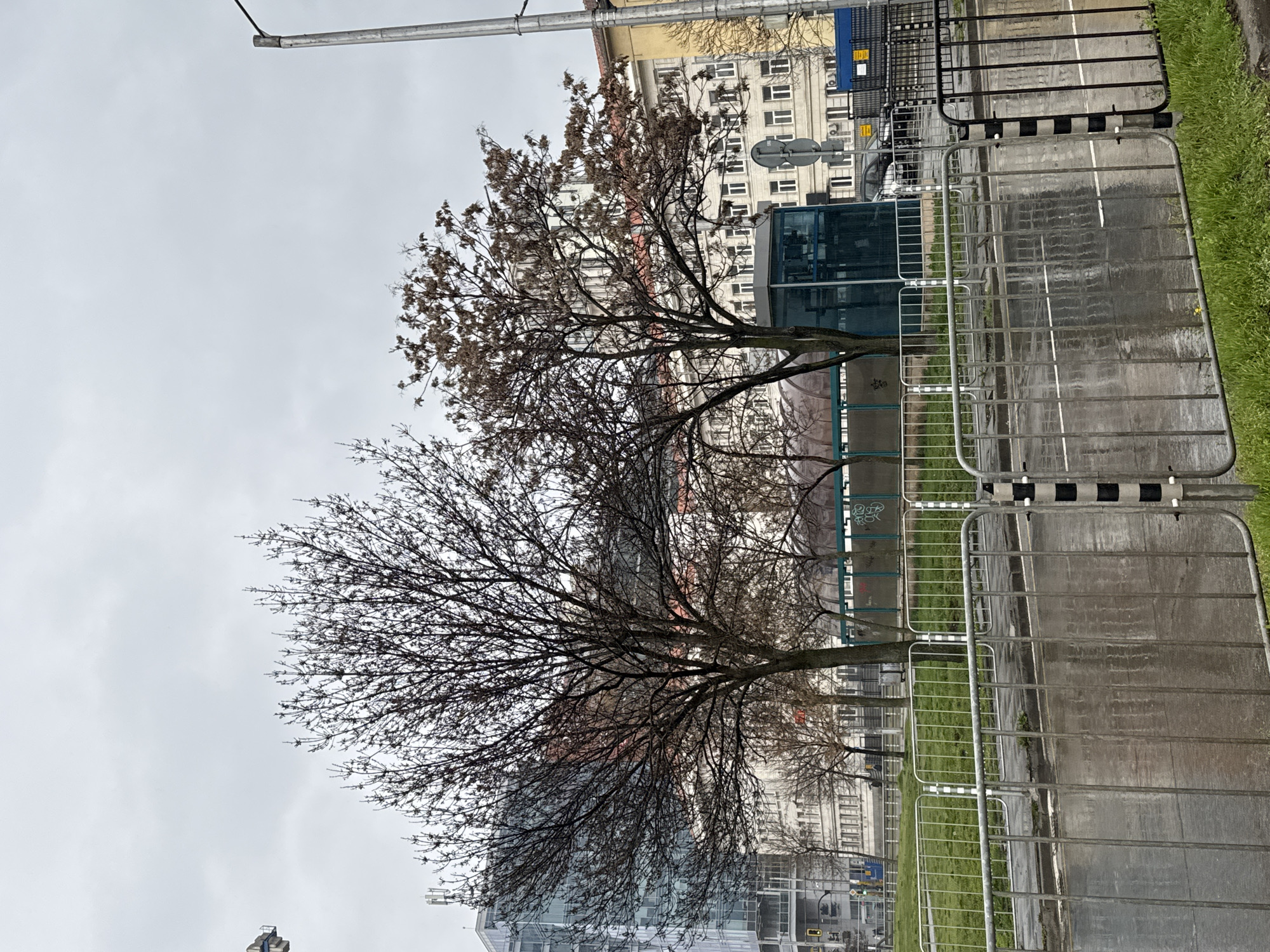 The scene depicts a rainy day in Sofia, Bulgaria. Two bare trees stand between the viewer and a cityscape consisting of a modern glass building, an older, multi-story building with many windows, and a street light pole. In the foreground, a series of metal crowd control barriers are arranged along a street or open area. The ground is wet, reflecting the overcast sky.