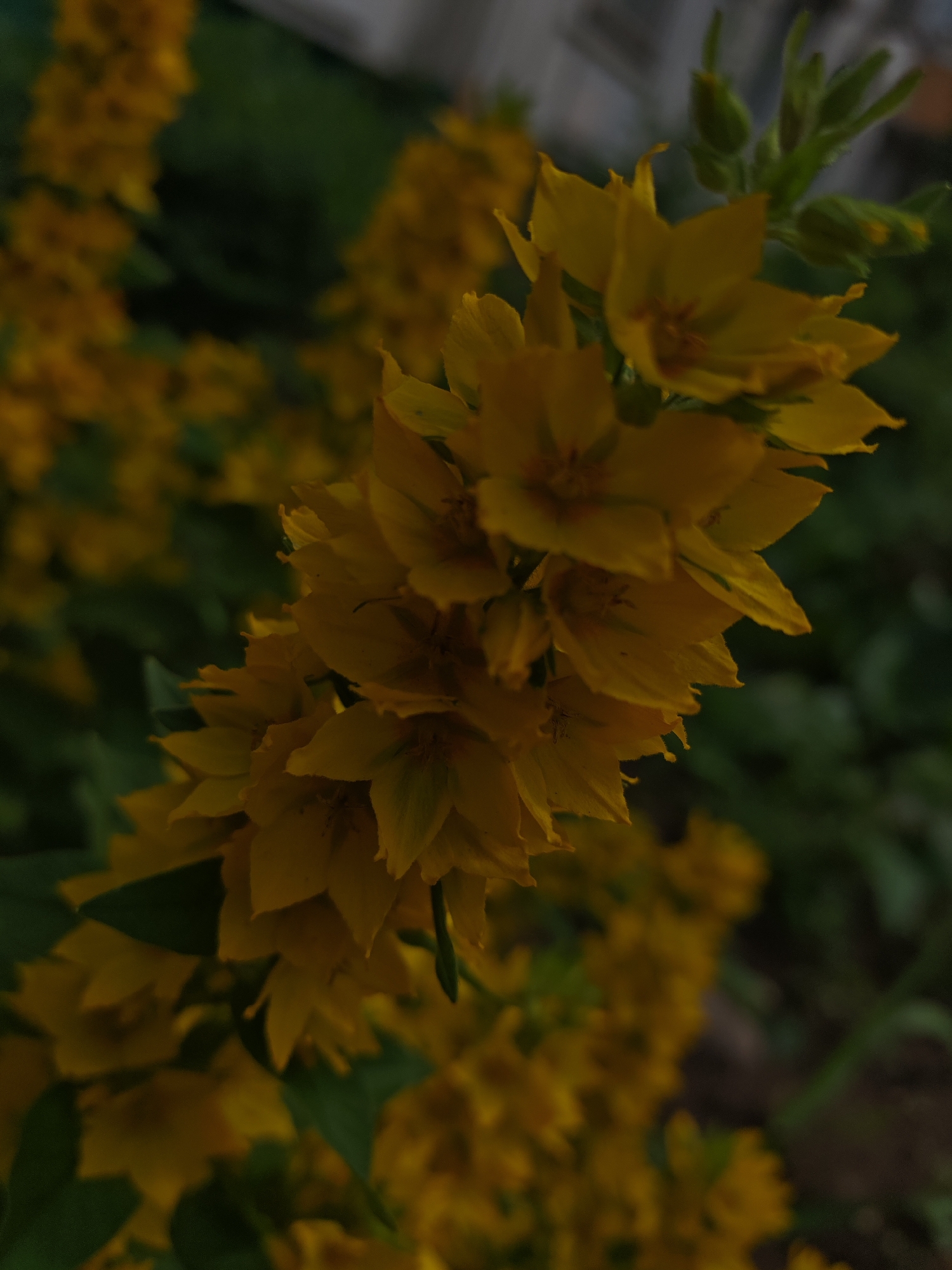 A close-up, slightly blurred shot focuses on a cluster of bright yellow flowers with five petals each. The flowers are arranged along a stem, with some buds visible at the top. The background is a dark, out-of-focus green, suggesting a garden or natural setting. The lighting is dim, giving the image a slightly moody feel.