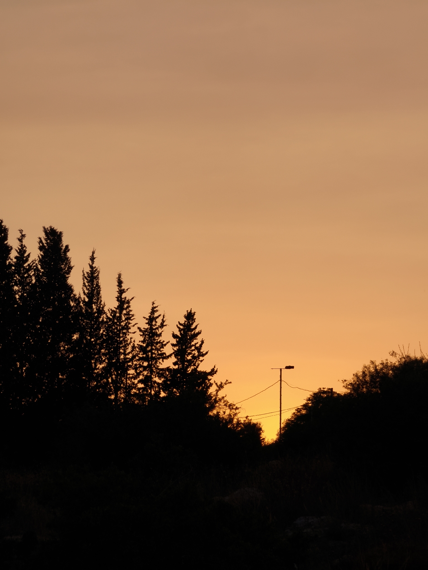 A vertical, medium shot captures a silhouetted treeline against a gradient of pale orange to deep orange sky, indicative of sunset or sunrise. The trees, appearing coniferous, are dark and jagged, lining the bottom third of the frame. In the middle ground, a solitary street lamp on a pole stands starkly against the sky, with wires extending from it. The lower portion of the image is dominated by dense, dark foliage and undergrowth, obscuring the ground. The scene appears to be in an outdoor, possibly rural or semi-rural setting, within the Lachish Regional Council of Israel, given the context. There are no people visible in the image.