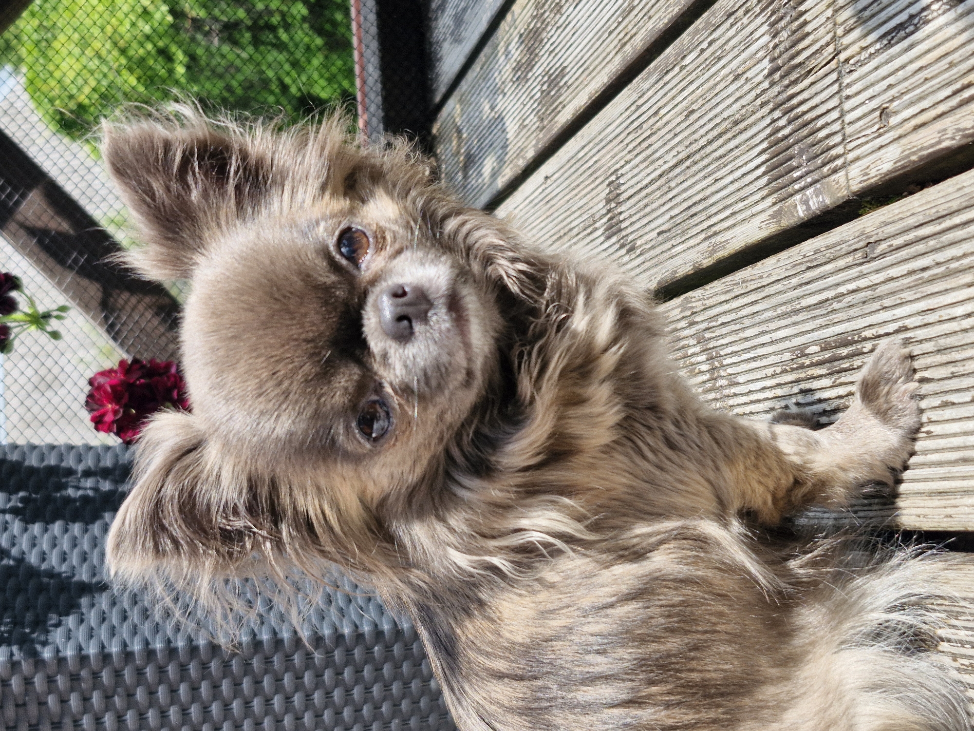 An alert, long-haired Chihuahua with light brown and dark brown fur, displaying a sable or brindle pattern, sits on a weathered wooden deck, looking directly forward. Its fluffy ears are erect, and its dark eyes are prominent. To the left, a grey woven outdoor chair or furniture piece is visible. In the background to the right, a dark red flower is partially seen, followed by a dark structural beam and a green mesh fence, beyond which bright green foliage is visible. Strong sunlight illuminates the scene, casting distinct shadows from the dog and objects onto the deck and furniture. The wooden deck planks feature visible grooves and show signs of wear. The setting is an outdoor space, likely a balcony or patio, in the city of Unknown, Unknown.