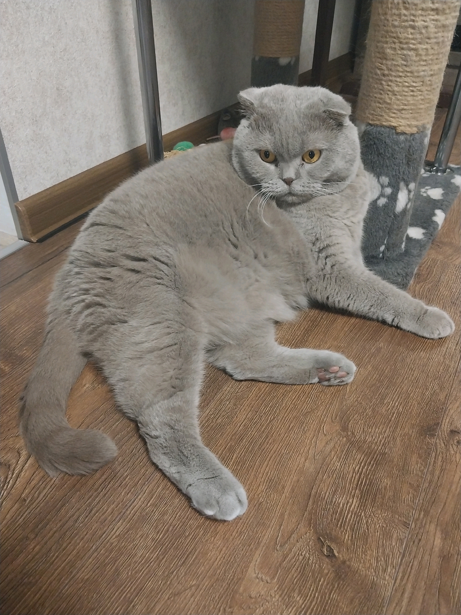 A light gray Scottish Fold cat is lying on a wooden floor. The cat is facing right with its head slightly turned towards the viewer, its yellow eyes are wide open. The cat has folded ears and its body is relaxed. A scratching post is visible behind the cat, and a wall with a textured surface is to the left. The floor appears to be laminate or wood flooring with a brown, grain pattern. The overall scene suggests an indoor domestic setting. The specific location in Dnipro, Ukraine cannot be determined from the image alone.