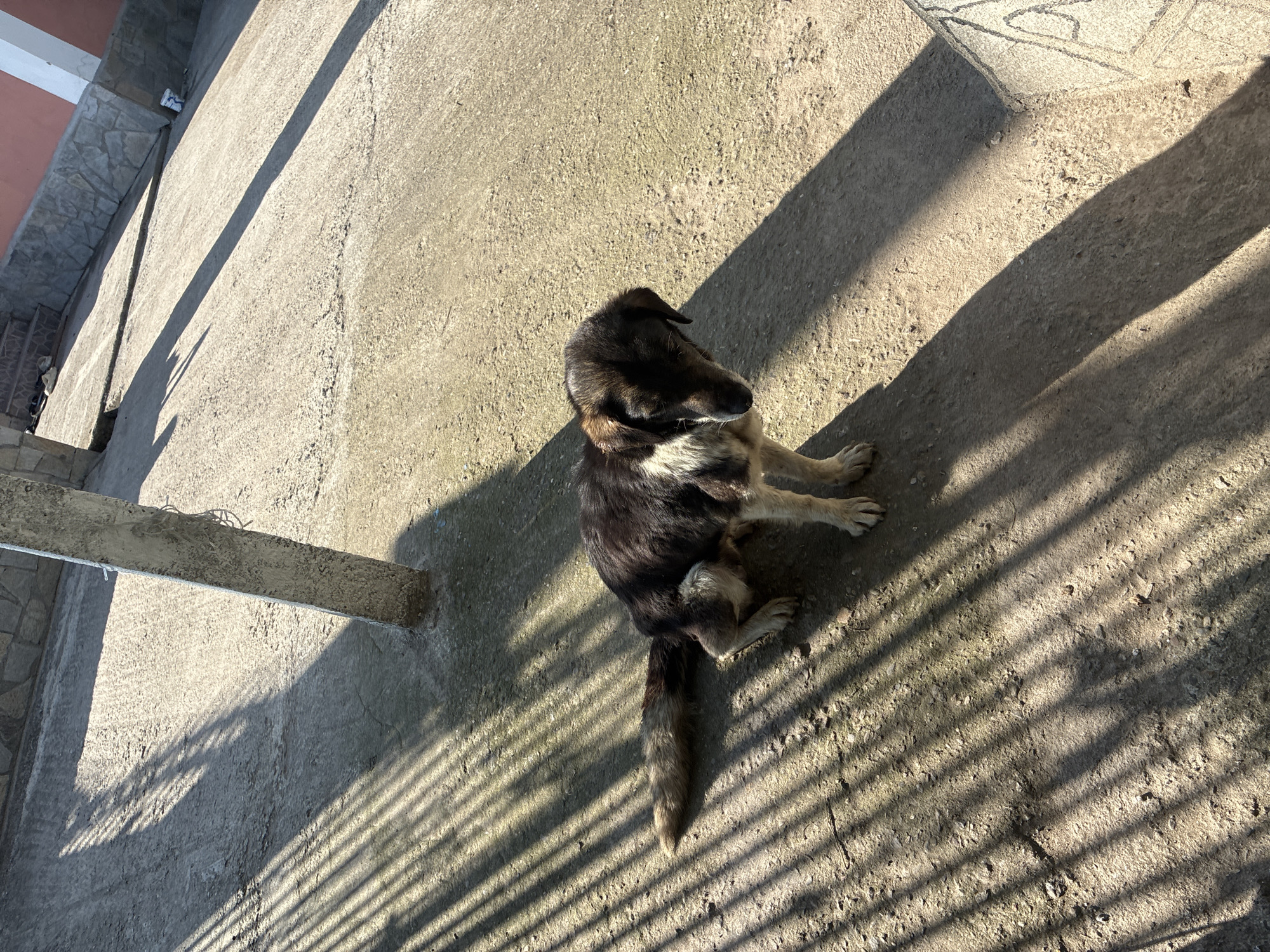 The image captures a medium-sized dog, primarily dark brown and black with tan and white markings, seated on a textured concrete or dirt surface in Radievo, Bulgaria. The dog is positioned with its head lowered and turned slightly to its left, facing downwards. Its tail extends horizontally behind it on the ground. Strong sunlight illuminates the scene, creating prominent, elongated shadows. Parallel striped shadows, consistent with a fence or grate, fall across the ground on the left side of the frame. A concrete or stone post is visible in the upper-middle, casting a long, distinct shadow to the right. In the background, a stone-faced wall and a building with a reddish-pink exterior and white trim are partially visible. The ground appears rough and uneven. No human figures or active interactions are observed.